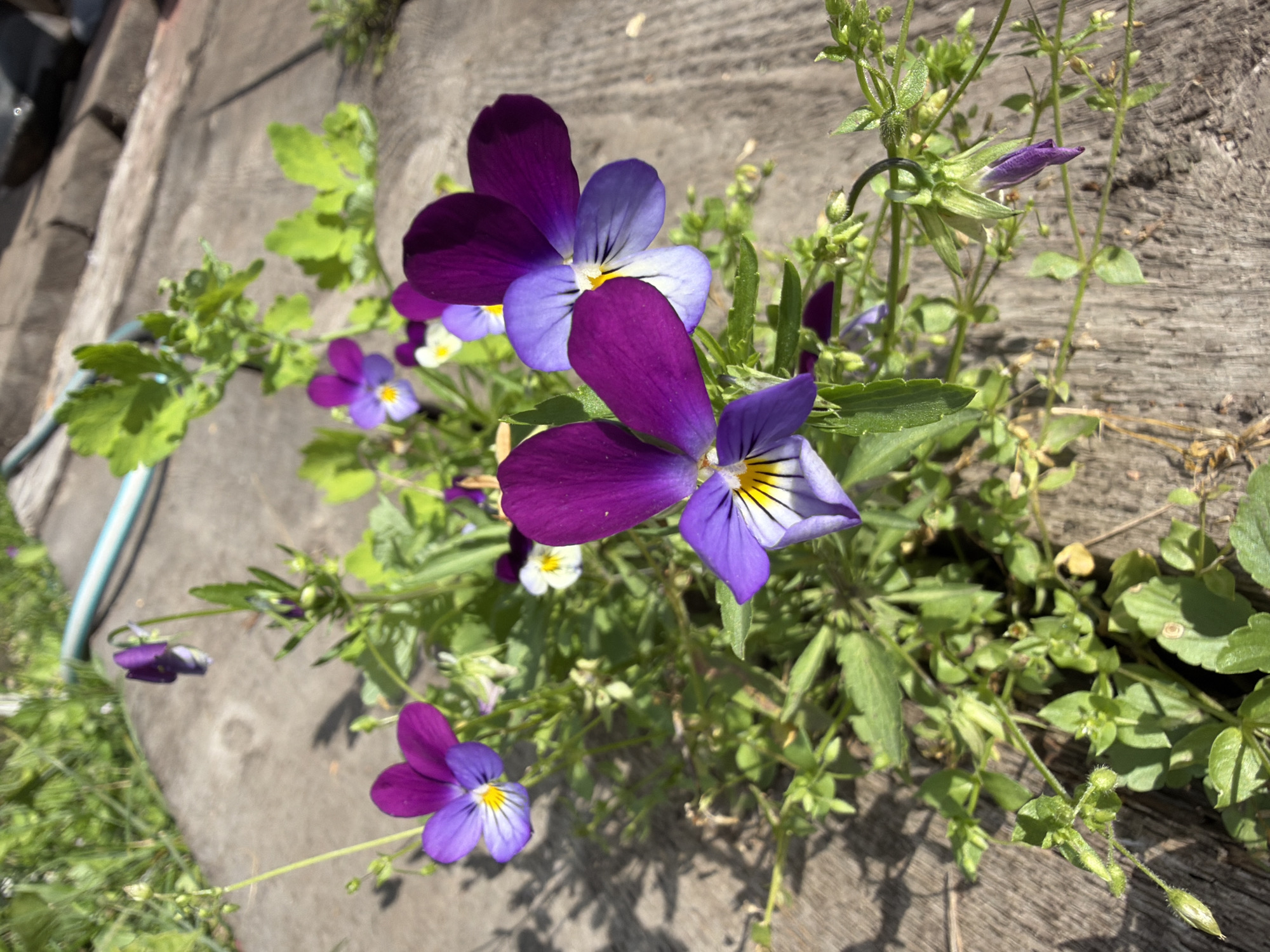 In Altayskiye Zori, Russia, a cluster of wild pansies, characterized by their vibrant purple and yellow petals, grows amidst lush green foliage. The flowers are clustered on a patch of weathered wooden planks, suggesting an outdoor urban or garden setting. The sunlight casts dappled shadows on the textured wood, highlighting the delicate details of the blossoms and leaves. The background is softly blurred, indicating a shallow depth of field, which further emphasizes the floral subjects. A light blue hose lies in the upper left corner of the frame. The scene captures a moment of natural beauty within an everyday environment.