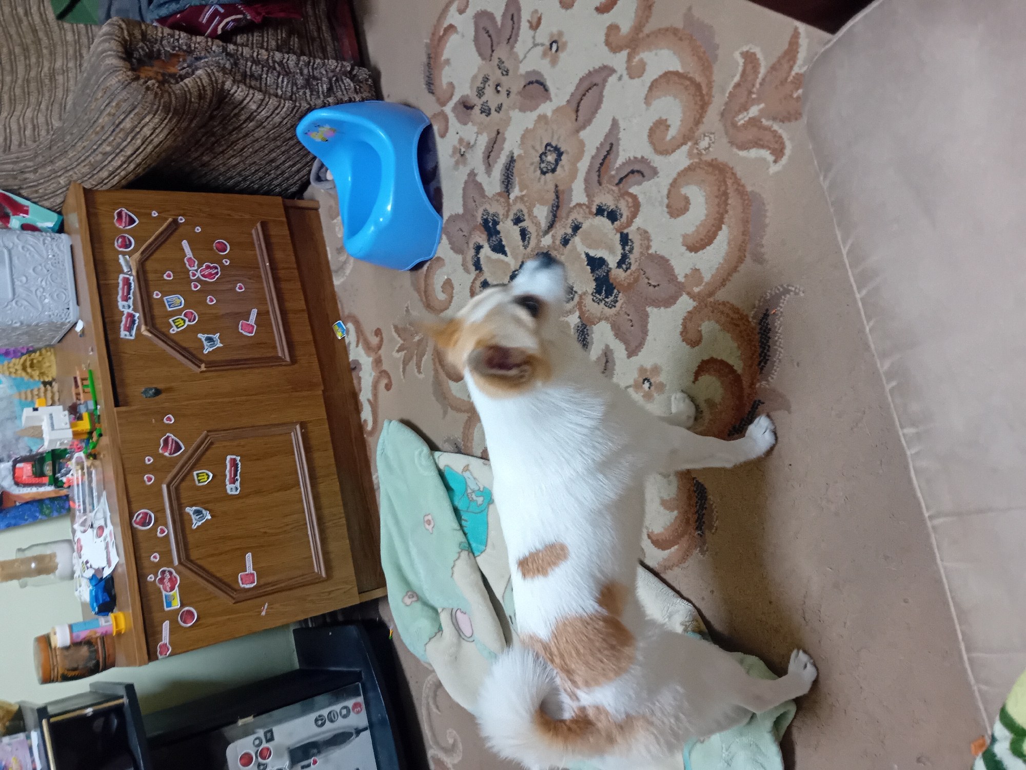 In a dimly lit room in Chuhuiv, Ukraine, a small, short-haired dog with white and tan coloring stands on a patterned rug. The dog is facing left, with its head turned slightly towards the right. To the left of the dog is a light green and white blanket. In the background, a wooden dresser is visible, adorned with various stickers. On top of the dresser, there are several items, including a blue potty training seat, some toys, and a jar. A portion of a brown upholstered sofa is also visible on the right side of the image. The room appears to be a living space.