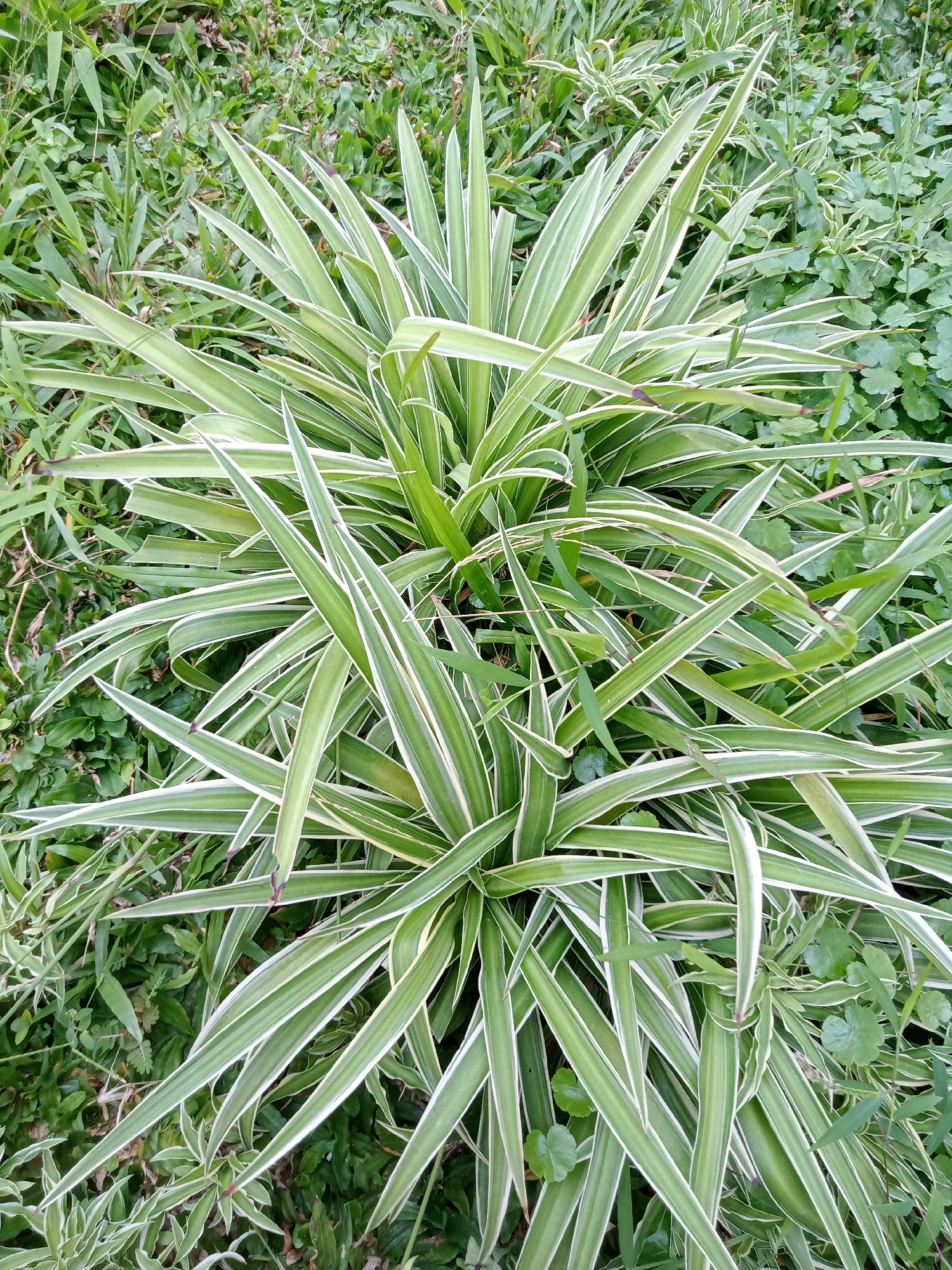 An overhead shot shows a variegated spider plant (Chlorophytum comosum) with long, arching, striped leaves. The plant is centered in the frame and appears to be growing outdoors, surrounded by green grass and other small green plants. The background is slightly blurred, suggesting a shallow depth of field. The lighting is natural and appears to be daytime. There are no people, animals, or man-made objects visible in the image. The scene is likely from a garden or park in Karawang, Indonesia, given the tropical vegetation and the context provided.