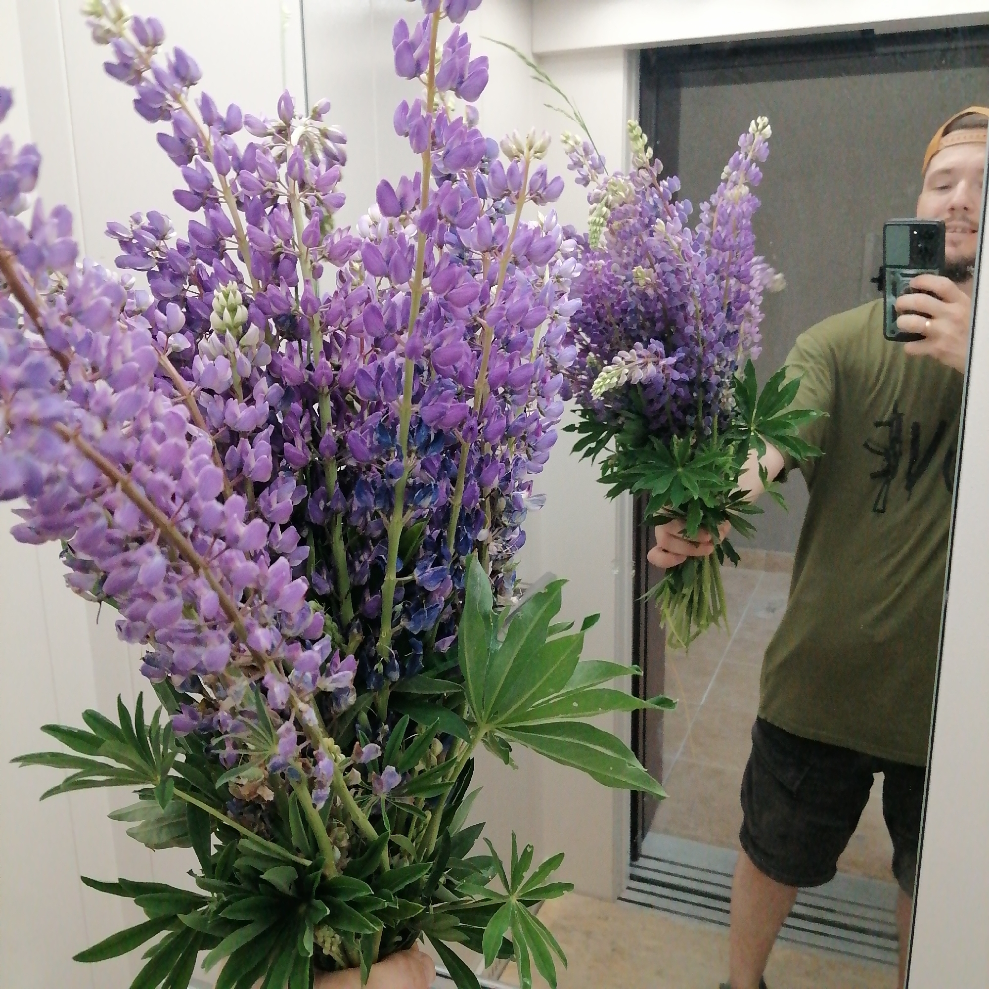 A man wearing a green t-shirt and dark shorts is reflected in a mirror, holding a large bouquet of purple lupine flowers. The flowers are the primary subject, filling the foreground of the image with their tall, spire-like blooms and green foliage. The man, only visible in reflection, is holding the bouquet in his left hand and a smartphone in his right hand, appearing to take a selfie. The background of the reflection shows a doorway and tiled flooring, suggesting an indoor setting, possibly a hallway or entryway. The overall scene is bright and natural.