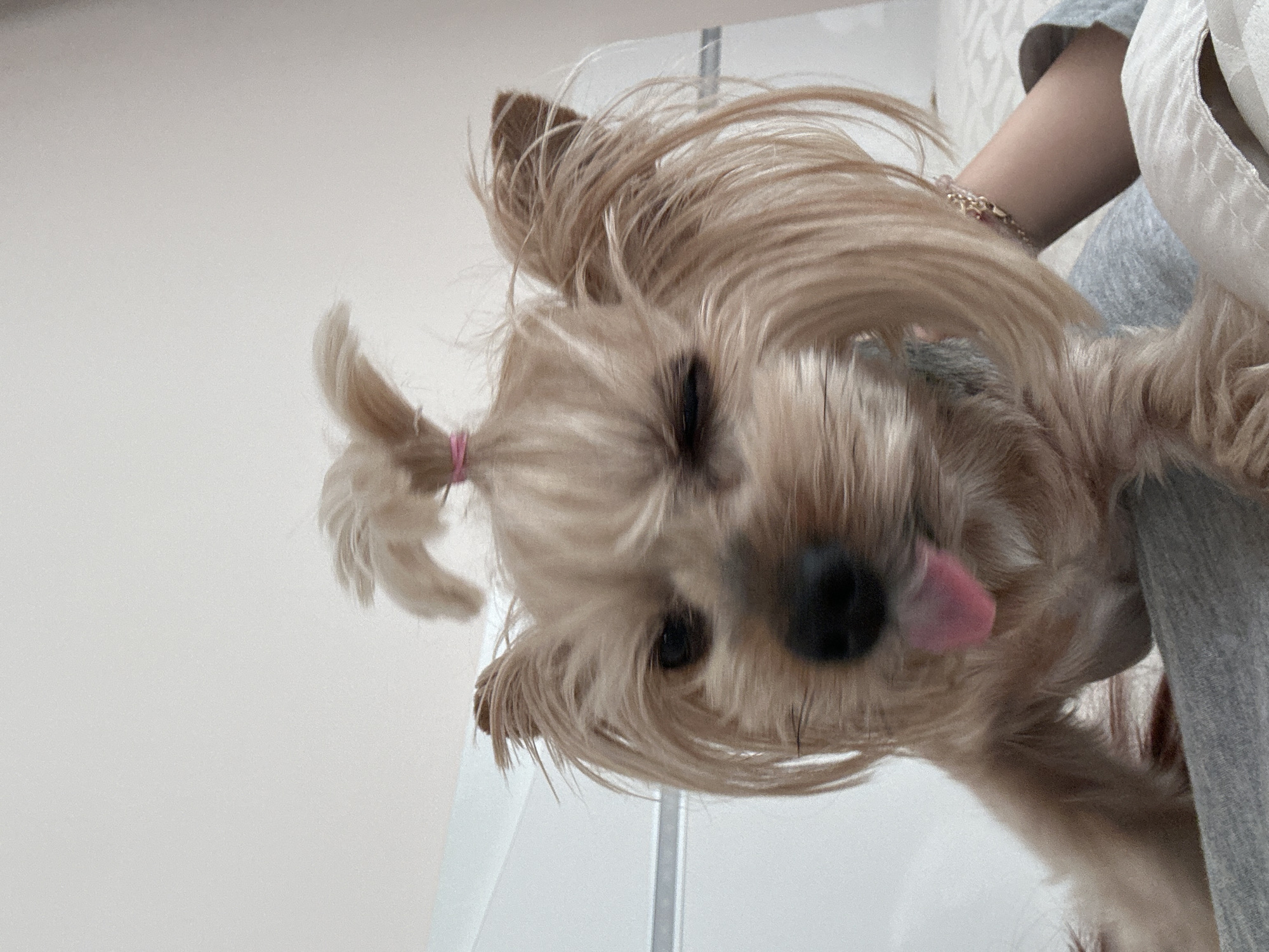 A tan Yorkshire Terrier with a pink hair tie on a small ponytail is held up by a person wearing a gray shirt. The dog sticks its tongue out, and its head is slightly out of focus. The background is a white wall, and the location is unknown.