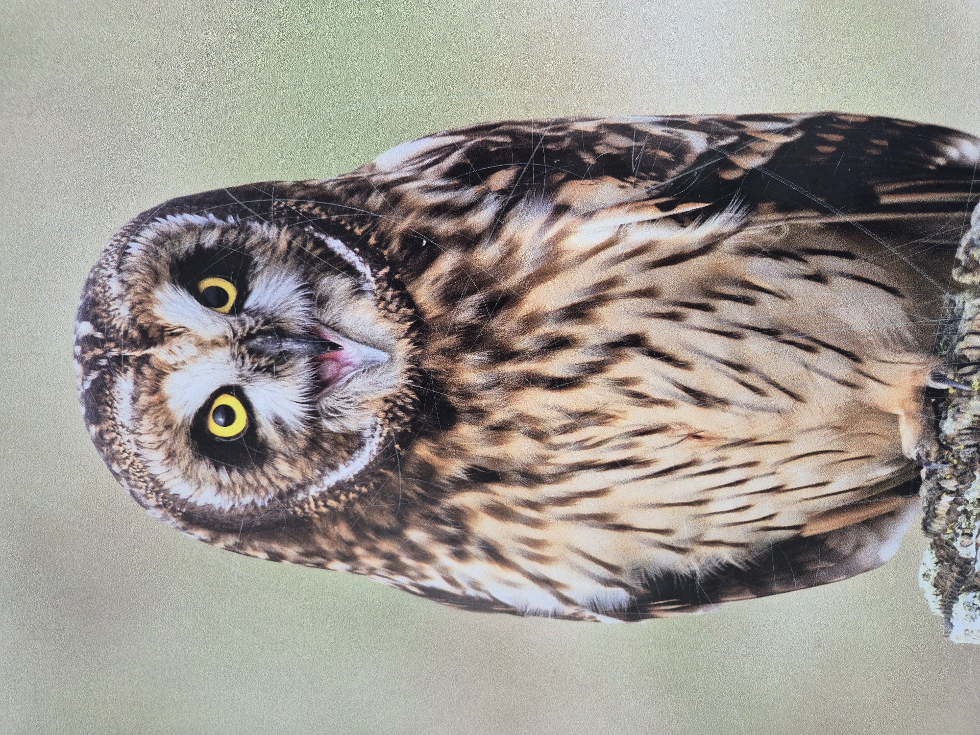 An owl is perched sideways on a tree branch. The owl has brown and black mottled feathers, yellow eyes, and a small beak. The tree branch is covered in lichen. The background is a light green color. The image appears to be a photograph of a printed image or a page from a book, with some scratches on the surface. The location is unspecified.