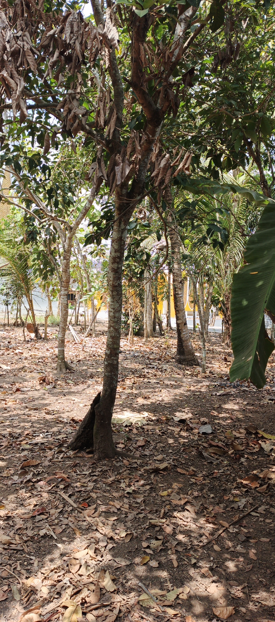 The image depicts a natural outdoor scene in Moyudan, Indonesia. The foreground is dominated by the ground covered in fallen dry leaves, with dappled sunlight filtering through the trees. Several trees of varying sizes are present. The tree in the center foreground has a rough, textured bark and exposed roots at its base. Behind it, more trees with lighter bark and green foliage are visible, interspersed with some palm trees. In the background, a yellow building with a tiled roof is partially visible, suggesting a residential or communal area within the vicinity. The overall atmosphere is dry and somewhat sparse, indicating a tropical climate possibly during a dry season. There are no people or animals visible in the image.
