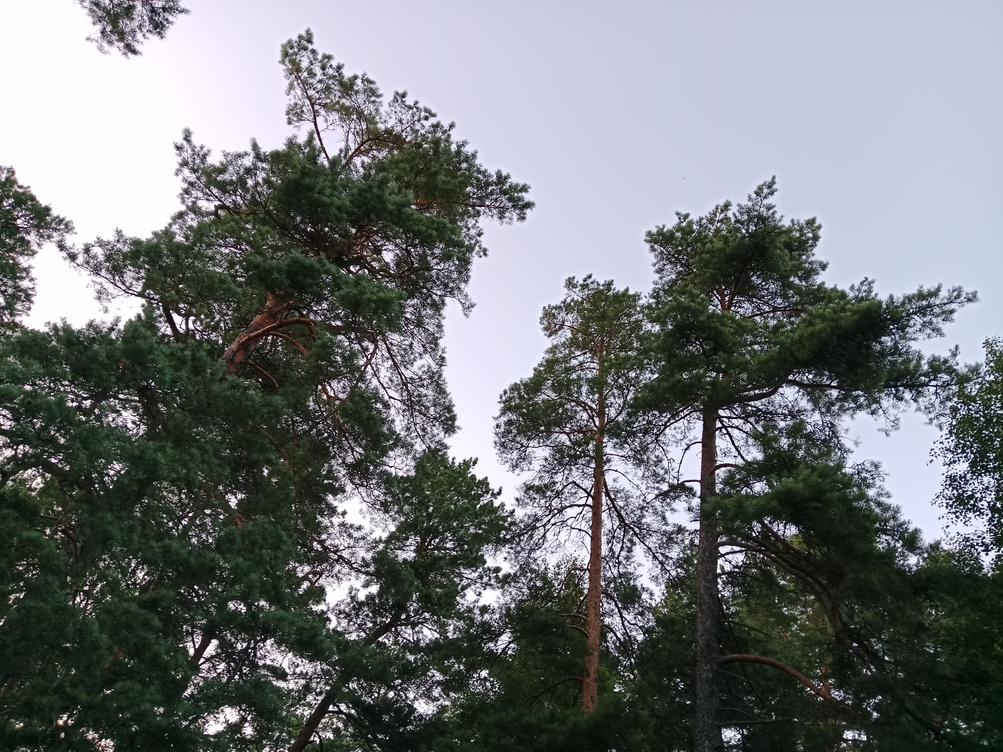 This is a low-angle shot looking up at tall pine trees against a pale, overcast sky. The trees are densely packed with green needles, and their brown trunks are visible in places. Some branches are bare, showing a network of twigs. The scene appears to be a natural woodland environment. The image does not contain any people or specific man-made objects that would pinpoint a location within the city of Песочное, Russia.