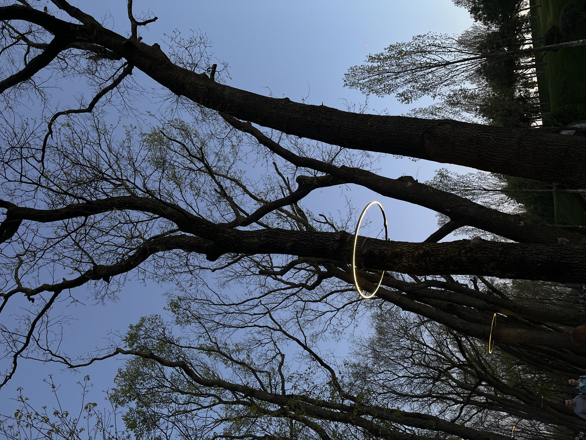 The image is taken from a low angle, looking up through a canopy of bare trees against a twilight blue sky. Circular illuminated rings are suspended from the branches. The scene is likely in a park or garden setting. The presence of trees in rows with even spacing and symmetrical branches suggest an intentional arrangement. Some people are seen at the bottom-right corner of the image. The image could have been taken in the city of Krasnodar, Russia.