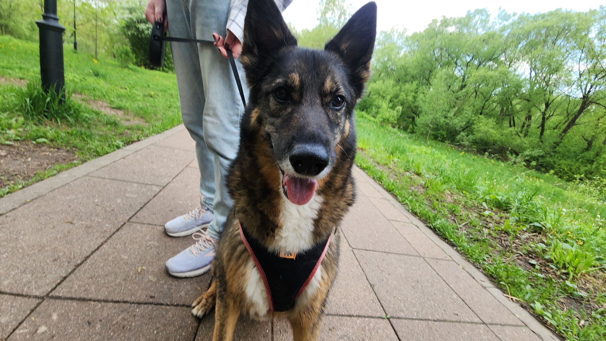 A medium-sized brown and black dog stands on a paved pathway, wearing a black and red harness with its tongue slightly protruding. A person stands behind the dog, holding a black leash. The person is wearing light blue jeans and light blue athletic shoes. To the left of the pathway is a grassy area with a black lamppost. To the right of the pathway is a grassy area with lush green trees in the background. The location is Moscow, Russia.