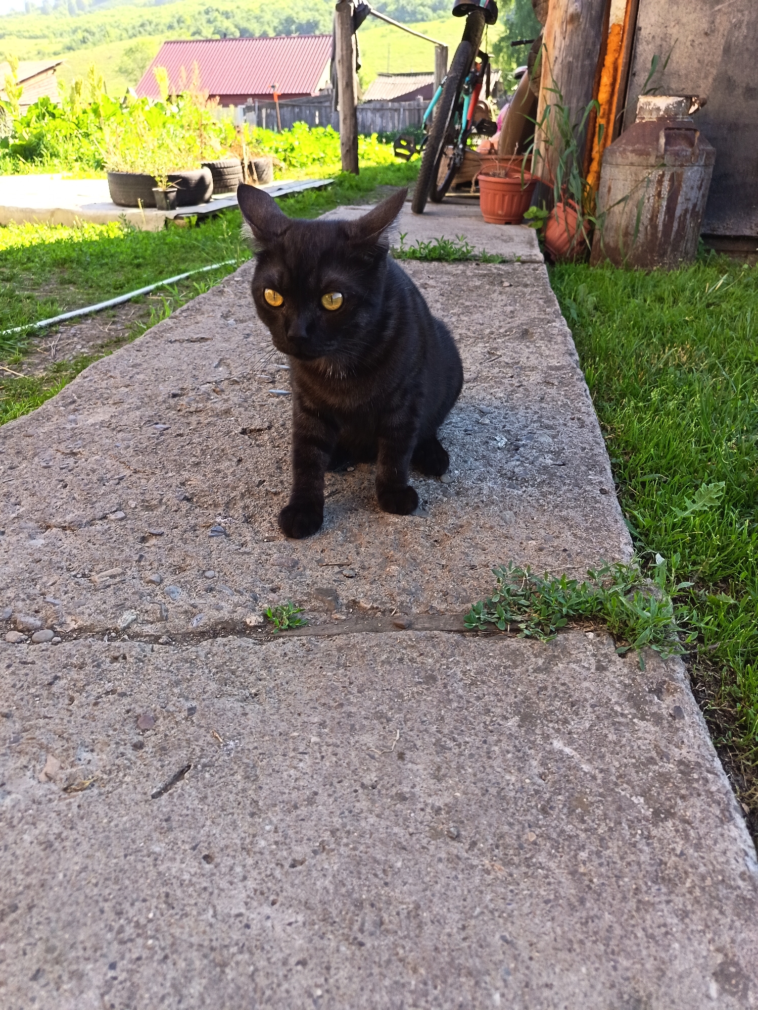 A black cat with yellow eyes sits on a concrete path in a rural setting. The cat is facing forward, with its paws tucked beneath it. The background shows a grassy yard with some plants and a red-roofed building in the distance. A bicycle and an old metal milk can are also visible. The scene appears to be outdoors during daylight.