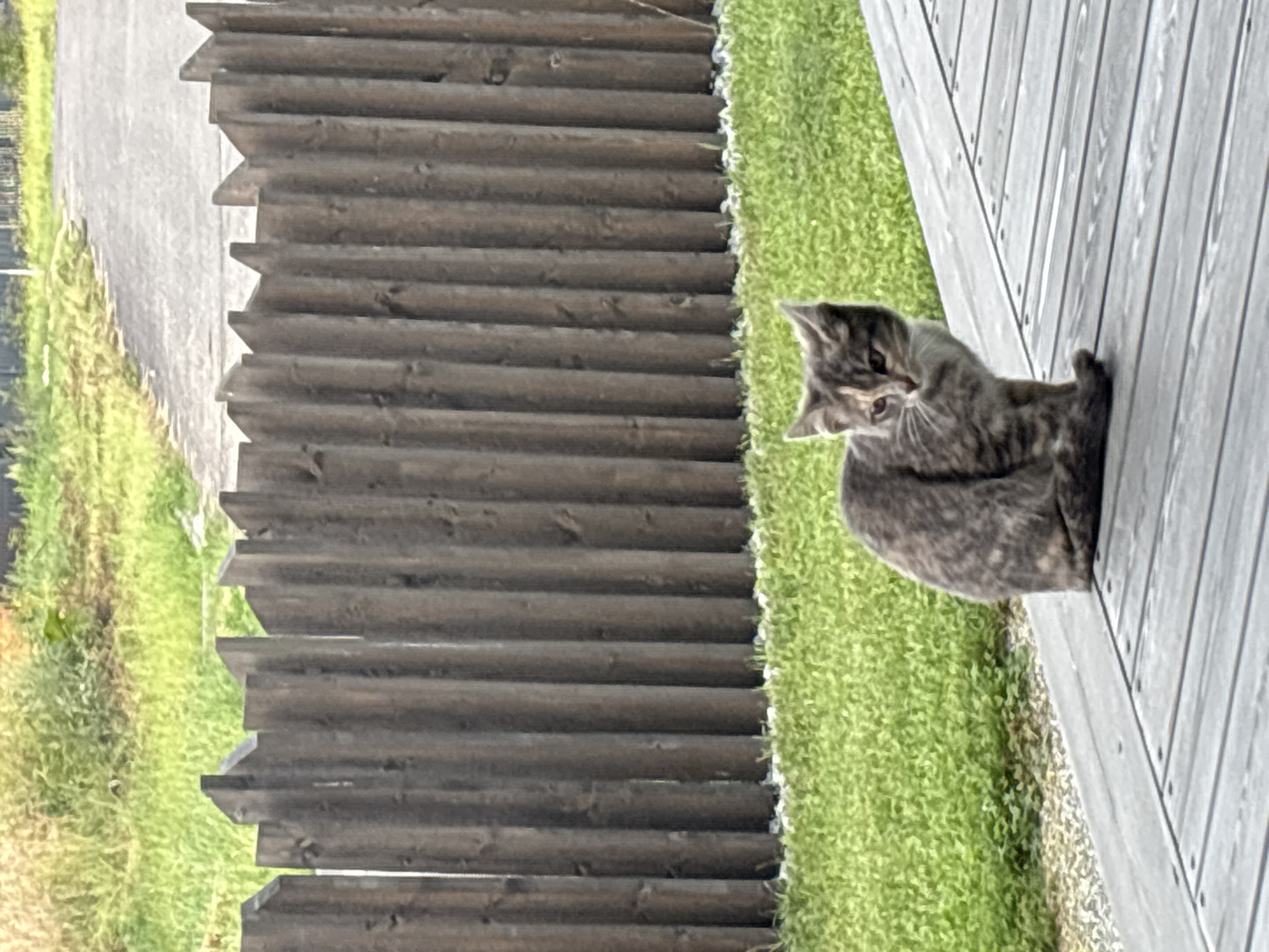 A calico cat sits on a wooden deck. The cat is facing to the left of the frame, with its body angled slightly towards the viewer. Its fur is a mix of gray, brown, and white. Behind the cat is a wooden fence, and beyond that, a grassy area with a paved path. The scene appears to be an outdoor residential area in Zvenigorod, Russia.