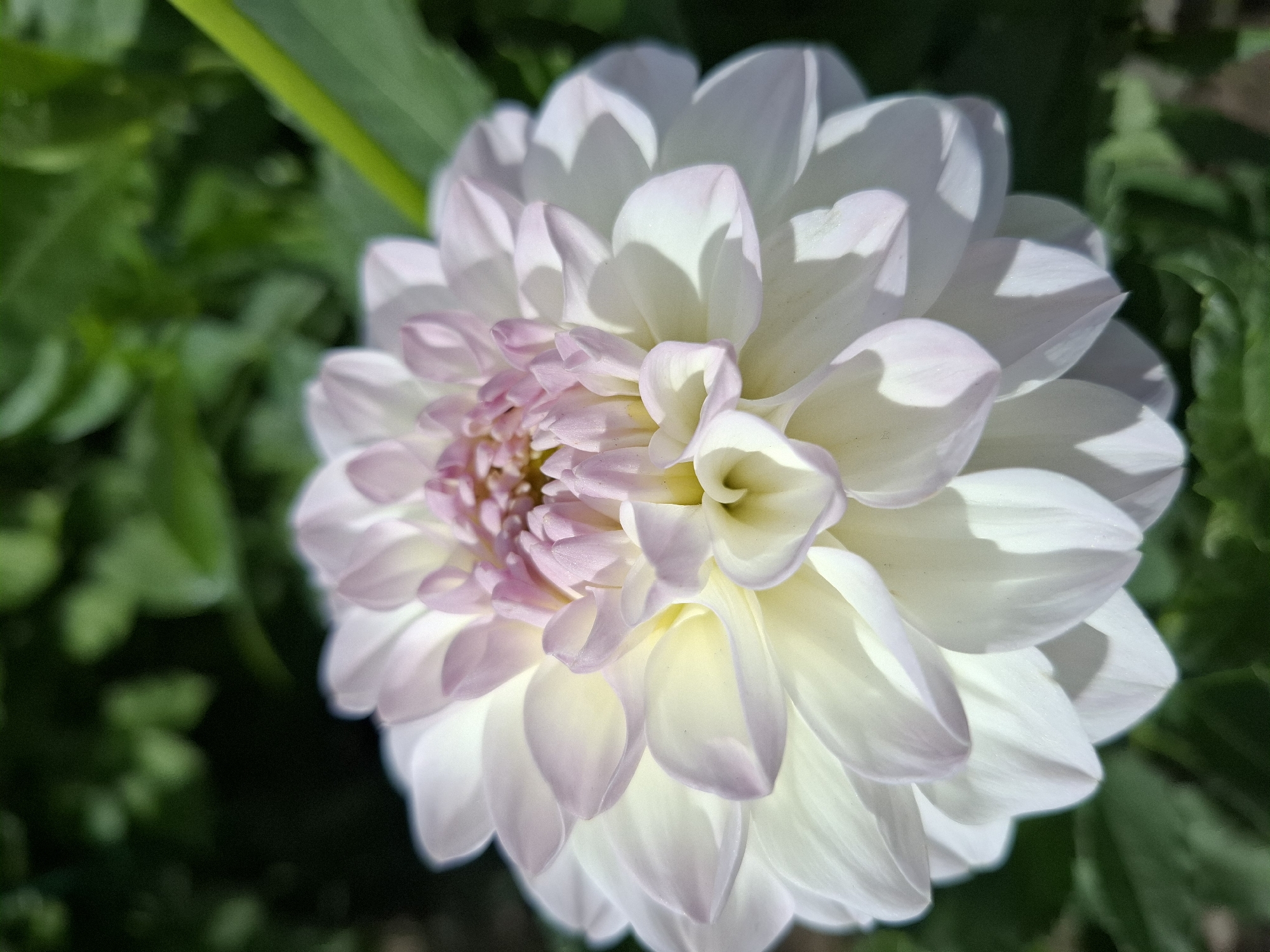 A close-up, top-down view of a pale pink and white dahlia flower with layered petals. The petals are a creamy white with soft pink tips and a yellow-white center. The flower is in focus, set against a blurred background of dark green foliage and a bright green stem. The image appears to have been taken outdoors on a sunny day, with dappled sunlight creating shadows on the petals. There is no indication of the city of Romantik, Russia, or any human presence.