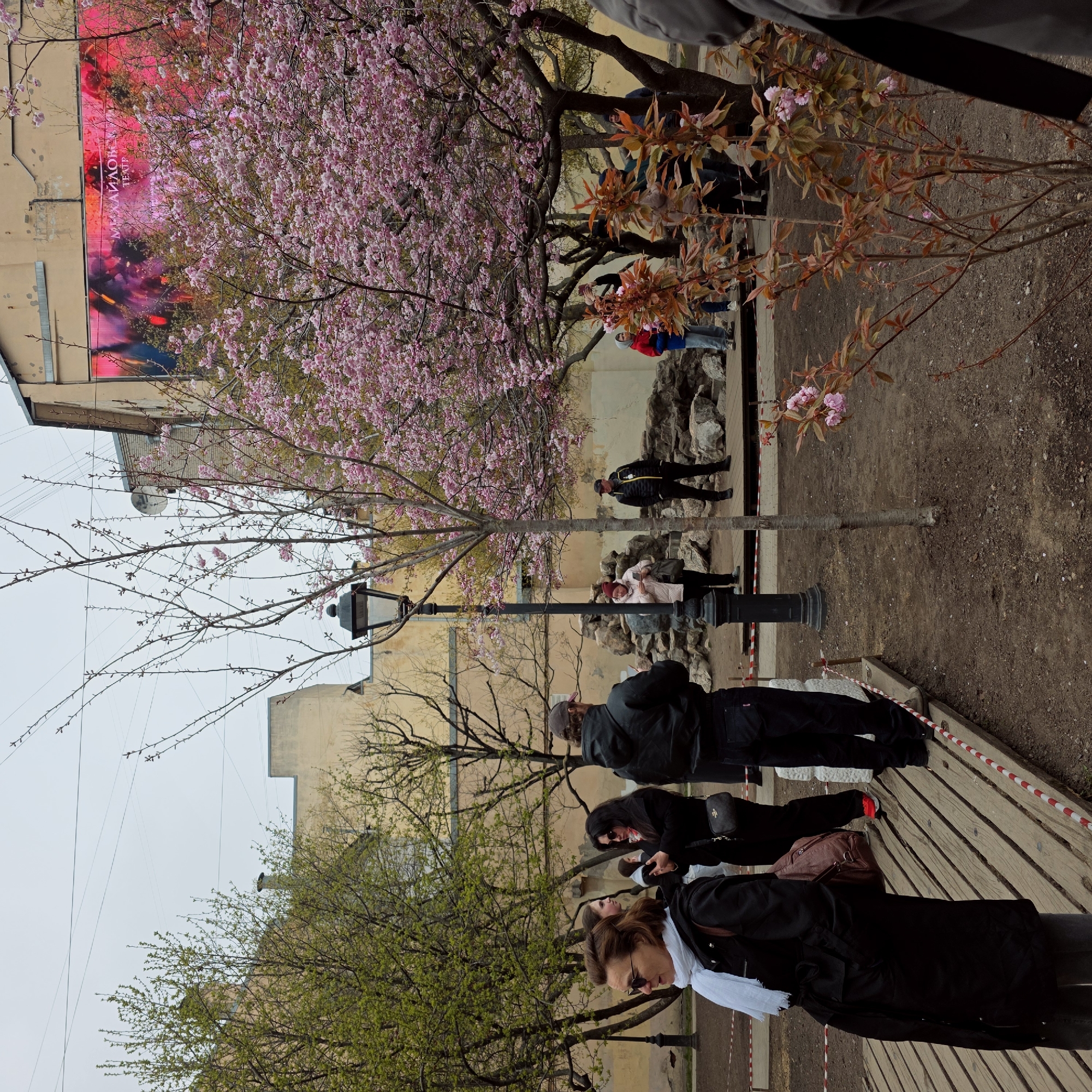 The image shows a street scene in Saint Petersburg, Russia, featuring a cherry blossom tree in full bloom. Several people are present, some walking on a wooden walkway and others standing or strolling nearby. To the left, a building with a large advertisement is visible. A lamppost stands amidst the crowd. The environment includes trees with varying degrees of foliage, a walkway, and some ground cover.