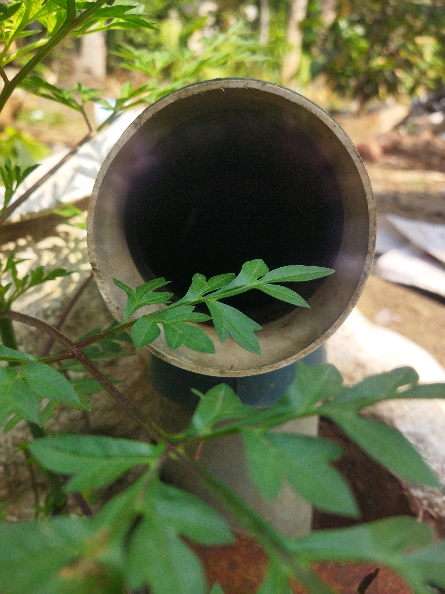 A close-up, eye-level shot focuses on the opening of a light-colored pipe. Green leaves and stems of a plant are in the foreground, some partially obscuring the pipe's opening. The background is blurred, showing greenery, light-colored ground, and some indistinct structures. The lighting suggests it is daytime.