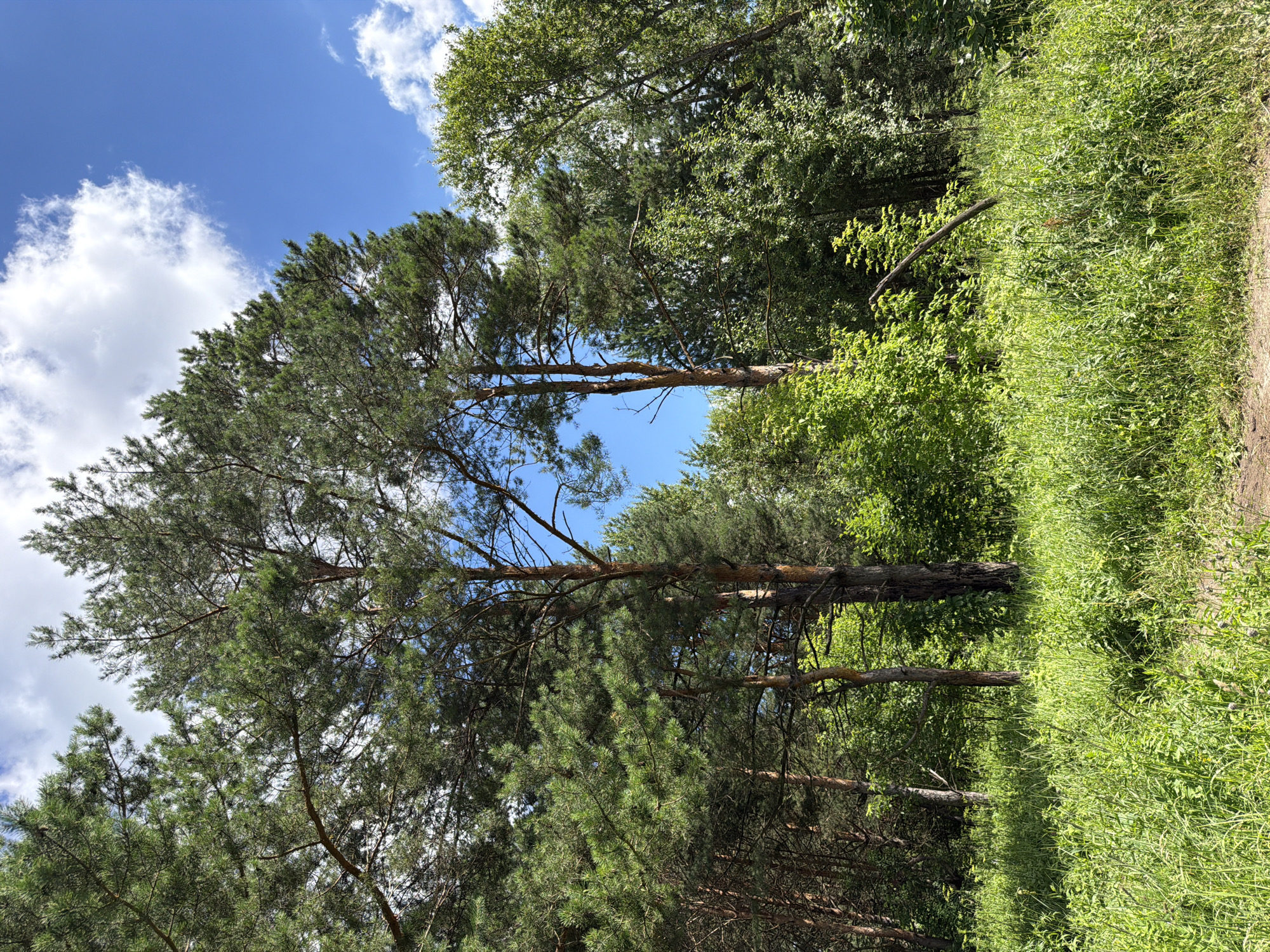 The image depicts a sun-drenched forest clearing with tall pine trees dominating the center and left side of the frame. The ground is covered in a dense, vibrant green carpet of grass and various other plants, suggesting a flourishing ecosystem. In the background, a mixture of deciduous and coniferous trees creates a layered effect, with lighter green foliage contrasting with the darker greens of the pines. The sky above is a clear, bright blue, punctuated by scattered fluffy white clouds. The lighting indicates it is daytime, likely late morning or early afternoon, given the strong shadows cast by the trees. The scene is tranquil and natural, evoking a sense of a peaceful summer day in a wooded area. There are no people or man-made structures visible in the image, reinforcing the impression of a natural, undisturbed environment. The general characteristics of the vegetation and the clear blue sky are consistent with the natural landscapes found in and around the city of Kazan, Russia, particularly in its numerous parks and forested outskirts.
