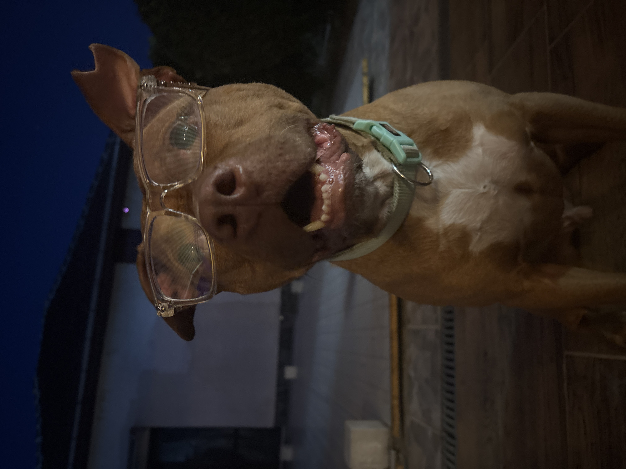 The image shows a light brown dog with a white chest wearing eyeglasses and a light blue collar. The dog's mouth is open, revealing its teeth. The background includes a building exterior and some type of vertical slats, possibly a fence. The photograph appears to have been taken at night. The image provides no indication of the location being in the city of Lom, Bulgaria.