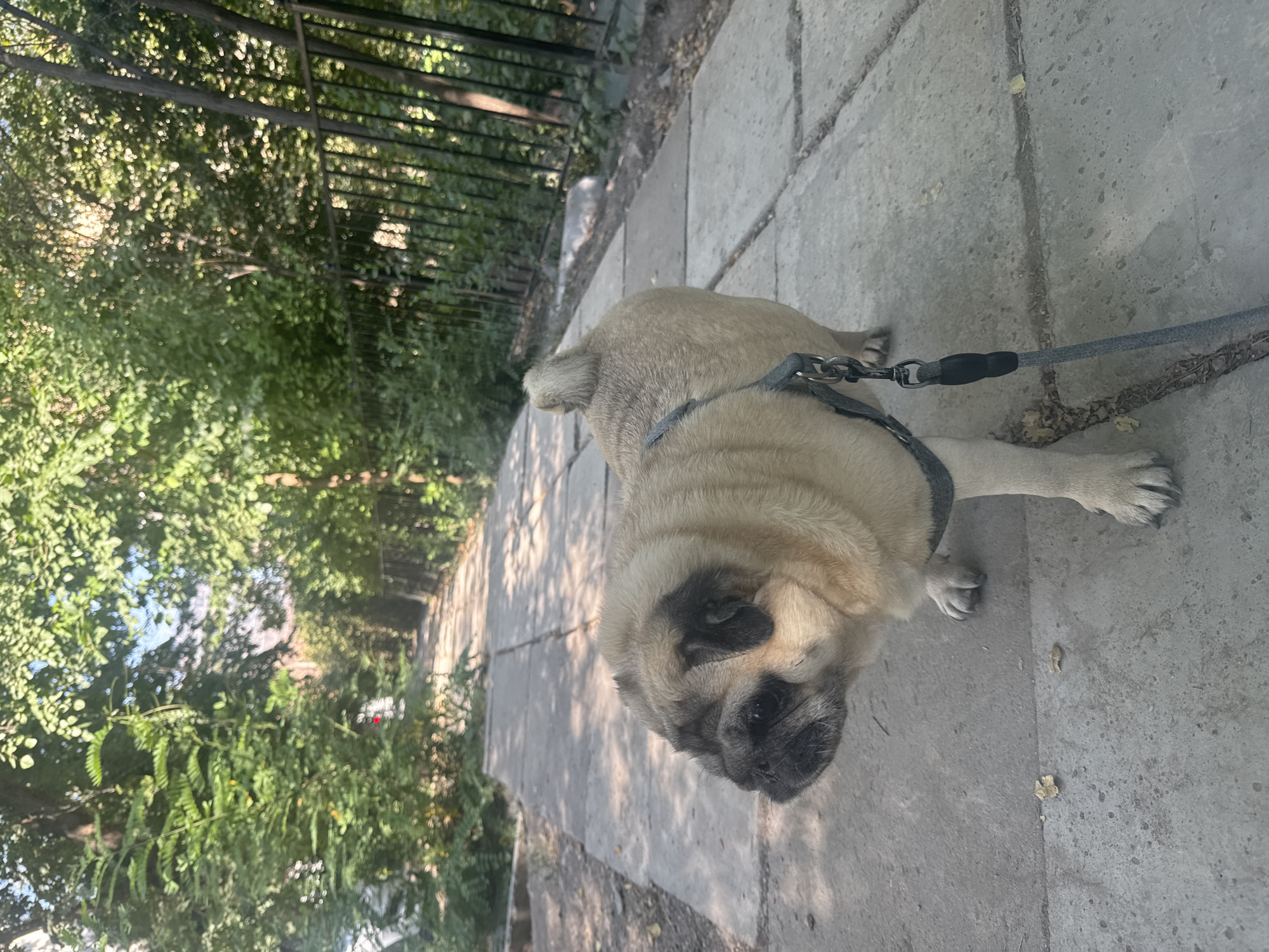 A fawn-colored pug dog wearing a gray harness and leash stands on a stone pathway in a park. The dog is facing left and looking away from the camera. The pathway is lined with trees and a black metal fence. The scene appears to be in Bishkek City, Kyrgyzstan, given the environment. The lighting suggests it is daytime.