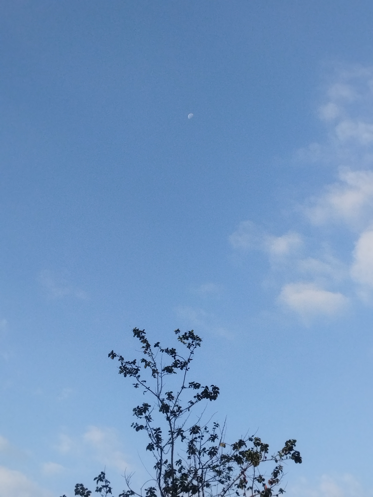 The image shows a view of the sky with a tree in the foreground. The sky is light blue with a few scattered white clouds. A small, waning crescent moon is visible in the upper part of the frame. The tree in the lower part of the image is silhouetted against the sky. The leaves are dark and dense, and the branches are thin and bare. The location is Unknown, Unknown. There are no people visible in the image.