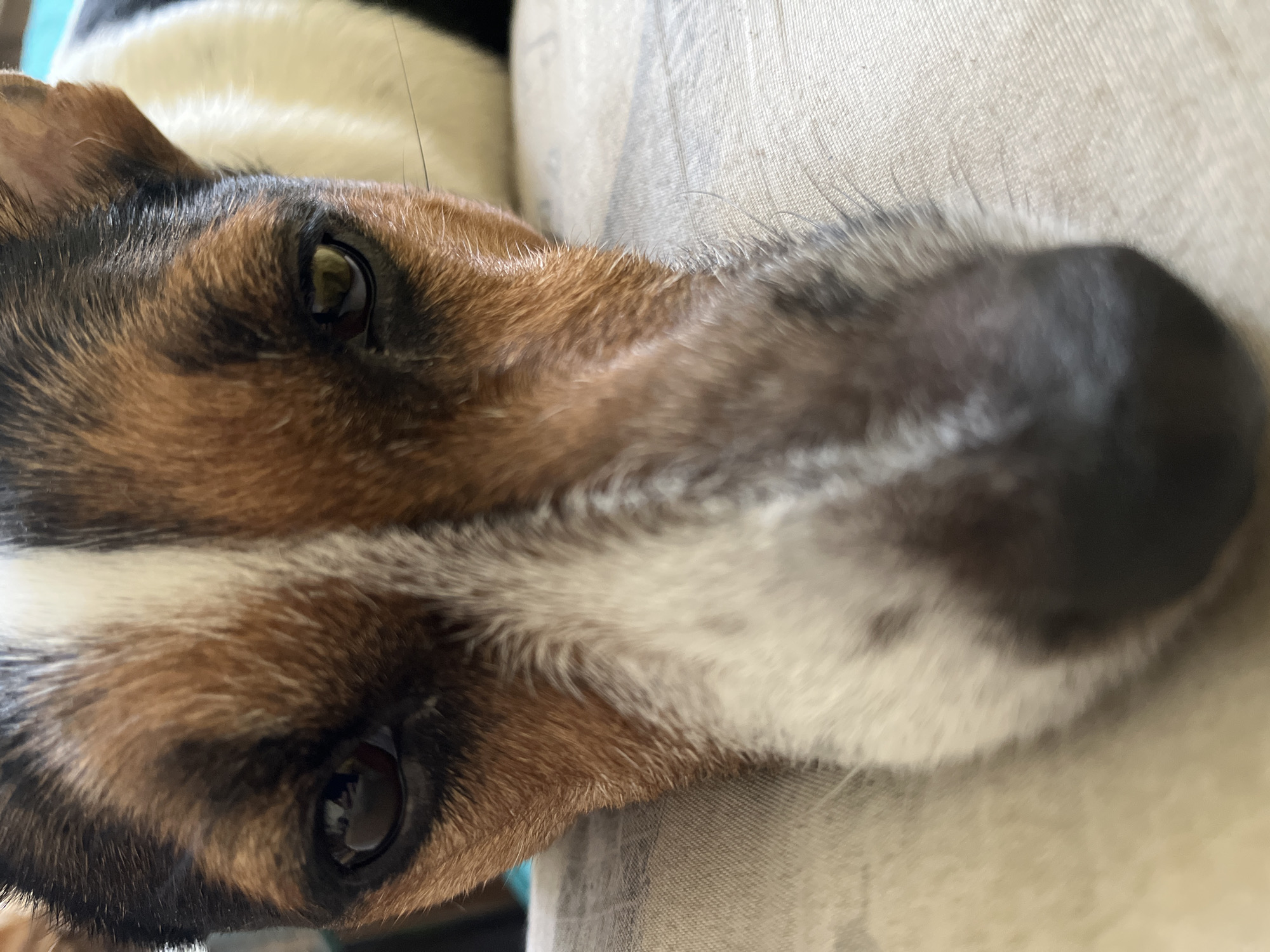 A close-up, angled shot focuses on the head of a tricolor dog, likely a Jack Russell Terrier mix, resting on a light gray fabric surface. The dog's face is primarily brown with black markings around the eyes and muzzle, interspersed with white patches. Its eyes are dark and reflective. A single, out-of-focus strand of hair hovers above the dog's head. The dog's nose is black and prominent in the frame. The scene takes place indoors. There is no indication of the location being in Shumen, Bulgaria.