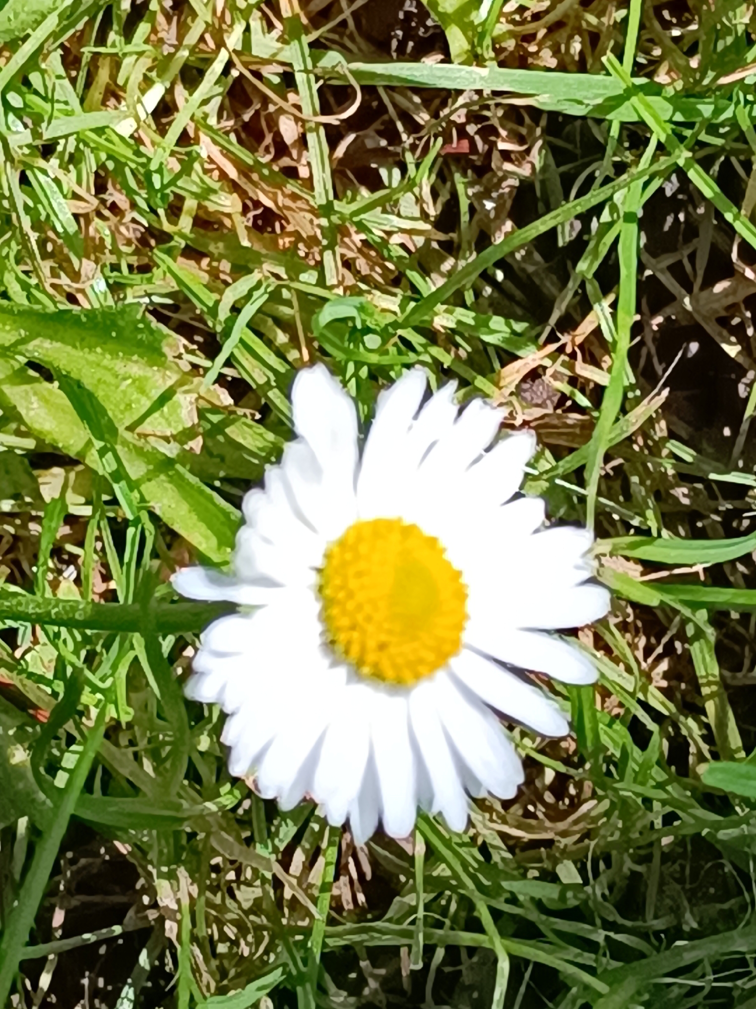 This image, taken in Tebras, Latvia, is a close-up, overhead view of a single white daisy with a yellow center, nestled amongst lush green grass. The grass appears somewhat dry and patchy in areas, with some brown blades and exposed soil visible beneath. Sunlight illuminates the scene, casting subtle shadows and highlighting the textures of the grass and flower petals. There are no people or other objects present in the frame.