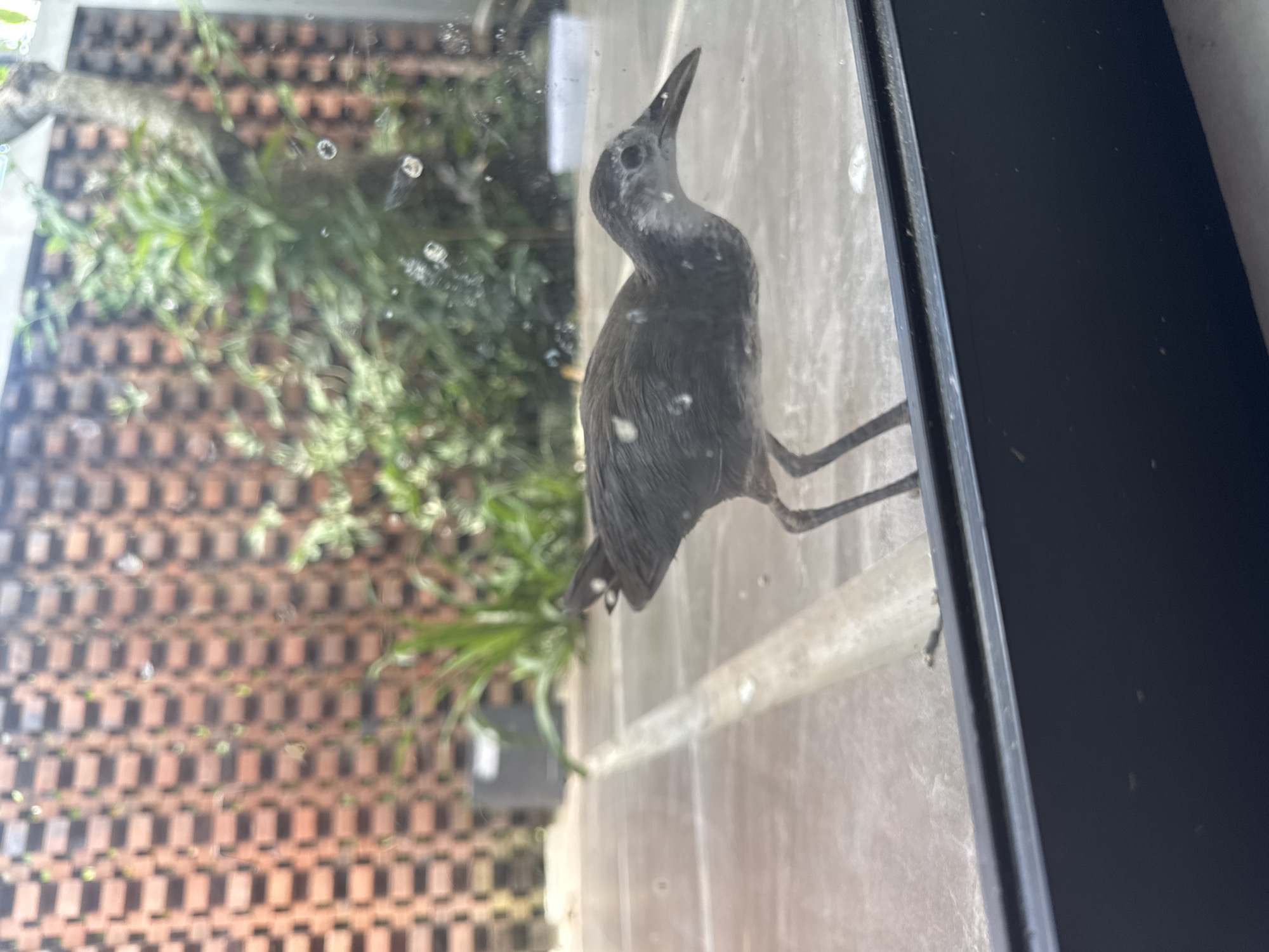 A bird is standing on a window sill, its beak pointing upwards. The window provides a view of a bricked area with green plants. The image was taken indoors. There is no information from the image to verify the location is Nusa Dua, Indonesia.