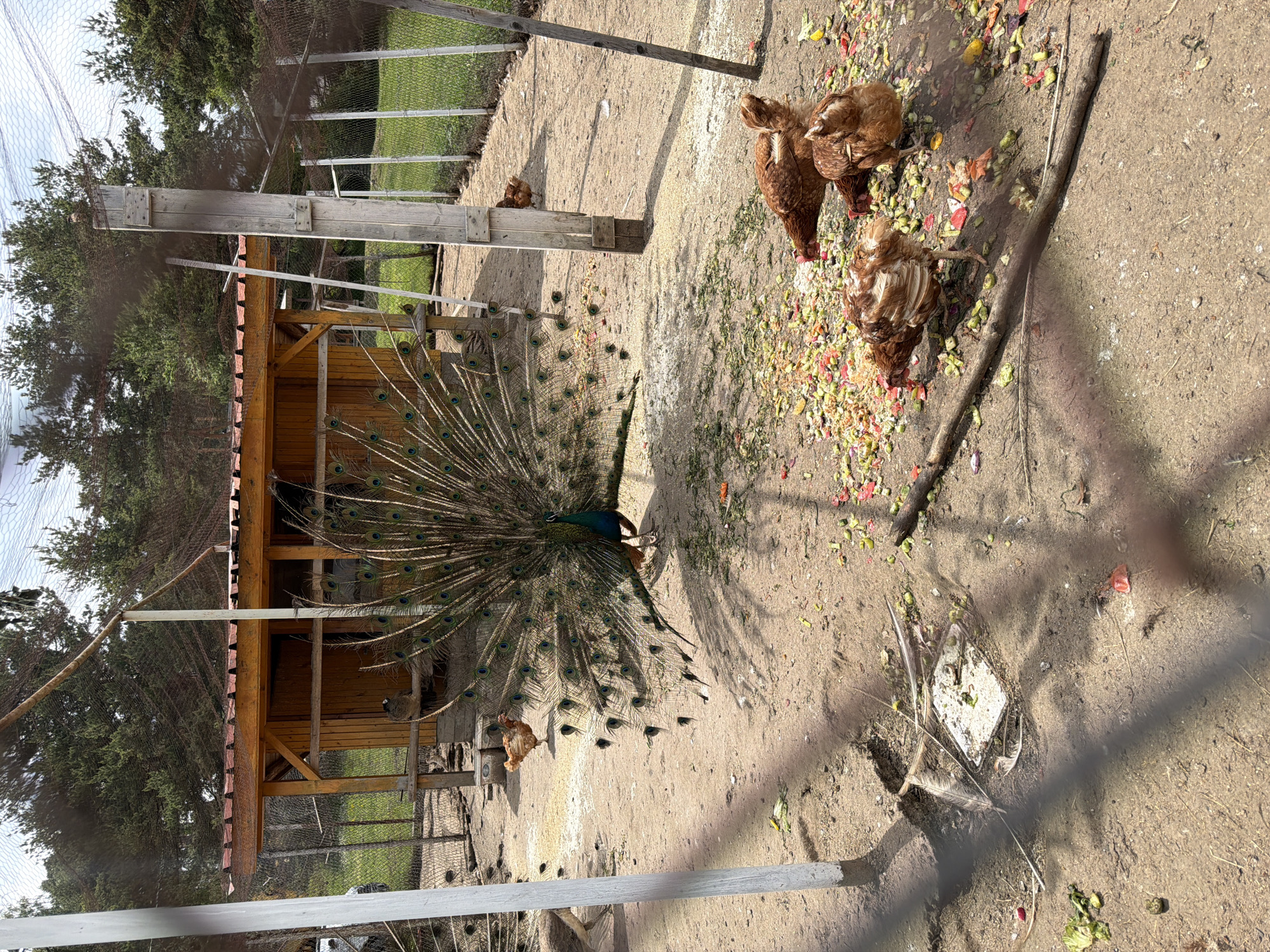 An outdoor enclosure in Tsigov Chark, Bulgaria, is depicted under bright daylight. A prominent male peacock stands centrally, displaying its fully fanned, iridescent blue-green tail feathers. Scattered around the sandy-brown ground, particularly in the lower right foreground, are numerous food scraps including green leafy vegetables, red fruit pieces, and yellow fragments. Several brown chickens are actively foraging and pecking at these scraps.
In the background, a wooden shelter with a reddish-brown corrugated roof and light brown wooden walls is visible. Beyond the immediate enclosure fence, a green grassy area can be seen, followed by a dense line of tall evergreen trees under a partially cloudy sky. The enclosure itself is framed by wooden posts and a wire fence, with a dark mesh netting extending overhead. Sunlight casts distinct shadows from the posts and objects onto the ground. In the lower left, a feather and a small, flat, white object are visible on the bare earth. A fallen wooden branch lies horizontally in the lower center foreground. No people are visible in the scene.