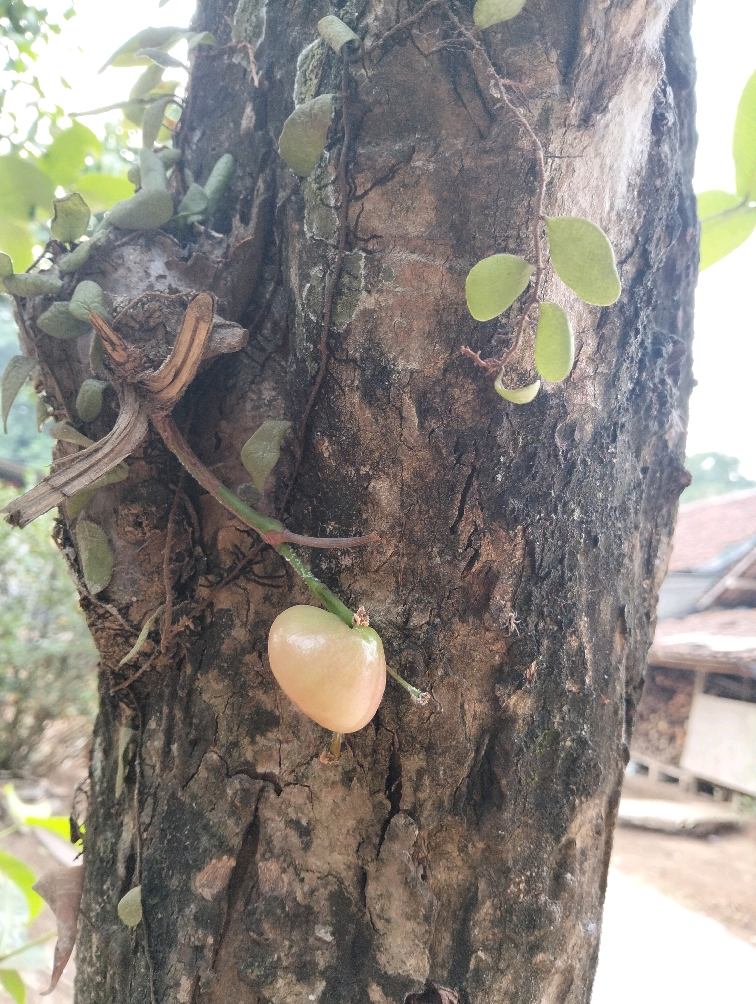 The image shows a close-up of a tree trunk with a single, pale pink fruit hanging from a thin stem. The fruit is oval-shaped and appears smooth. Small, light green leaves are growing on the tree trunk, some attached to thin, vine-like growths. The bark of the tree is rough and textured. In the background, out of focus, there are hints of foliage and what appears to be a building with a reddish-brown roof, suggesting a rural or semi-rural setting. The lighting suggests it is daytime, possibly overcast. The image was taken in Cileungsi, Indonesia.