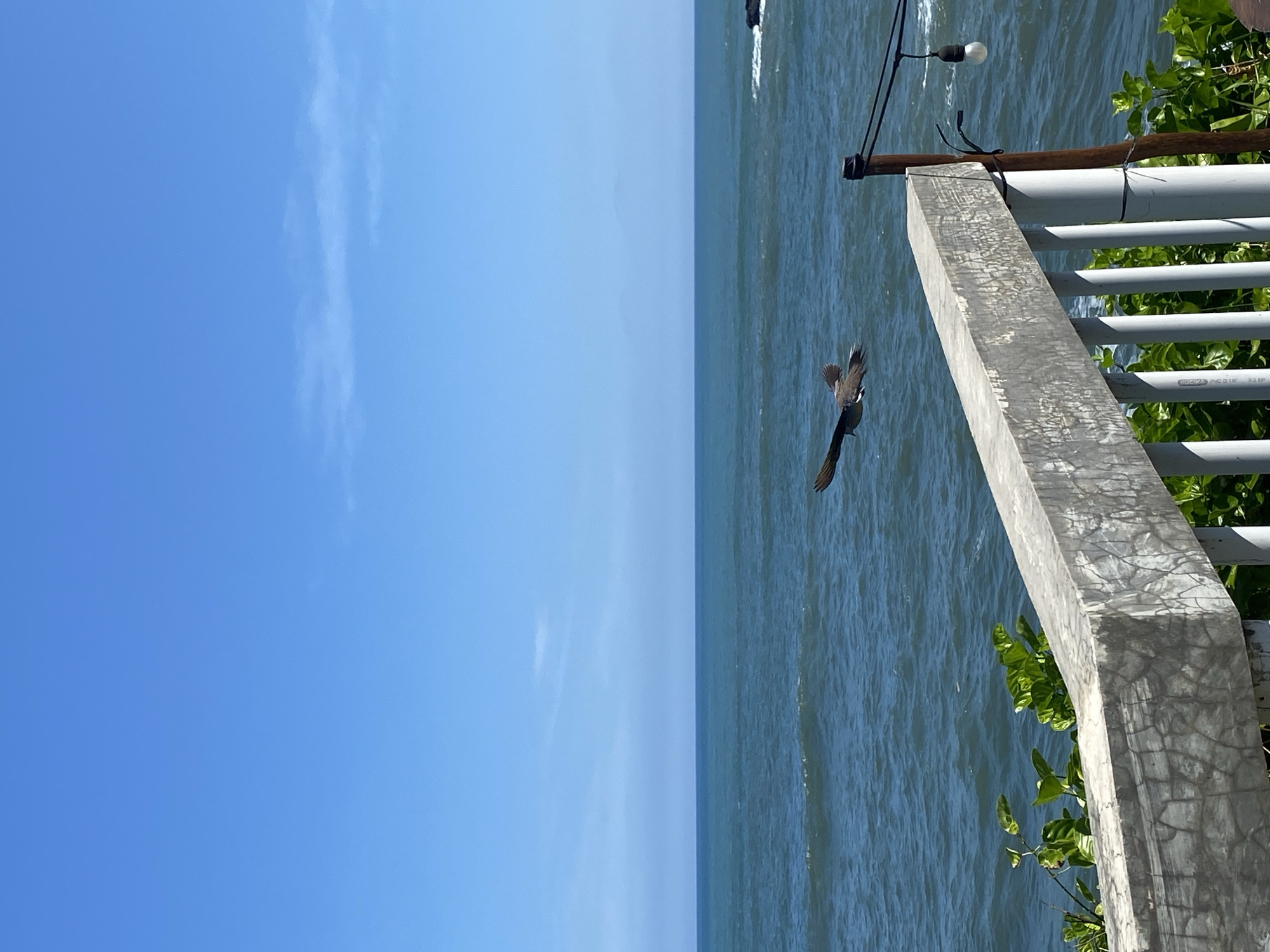 A landscape photograph shows a bird in flight over the ocean, with part of a railing and foliage in the foreground, against a clear sky. The image is vertical, with the ocean on the right and the sky on the left. The bird is in the center-right of the frame, wings outstretched in a downward motion. A gray concrete railing with vegetation visible behind it is situated on the right edge of the frame. The body of water extends to the horizon. The sky is blue, fading from a darker hue at the bottom to a lighter one near the top of the image. The location is Mengwi, Indonesia.