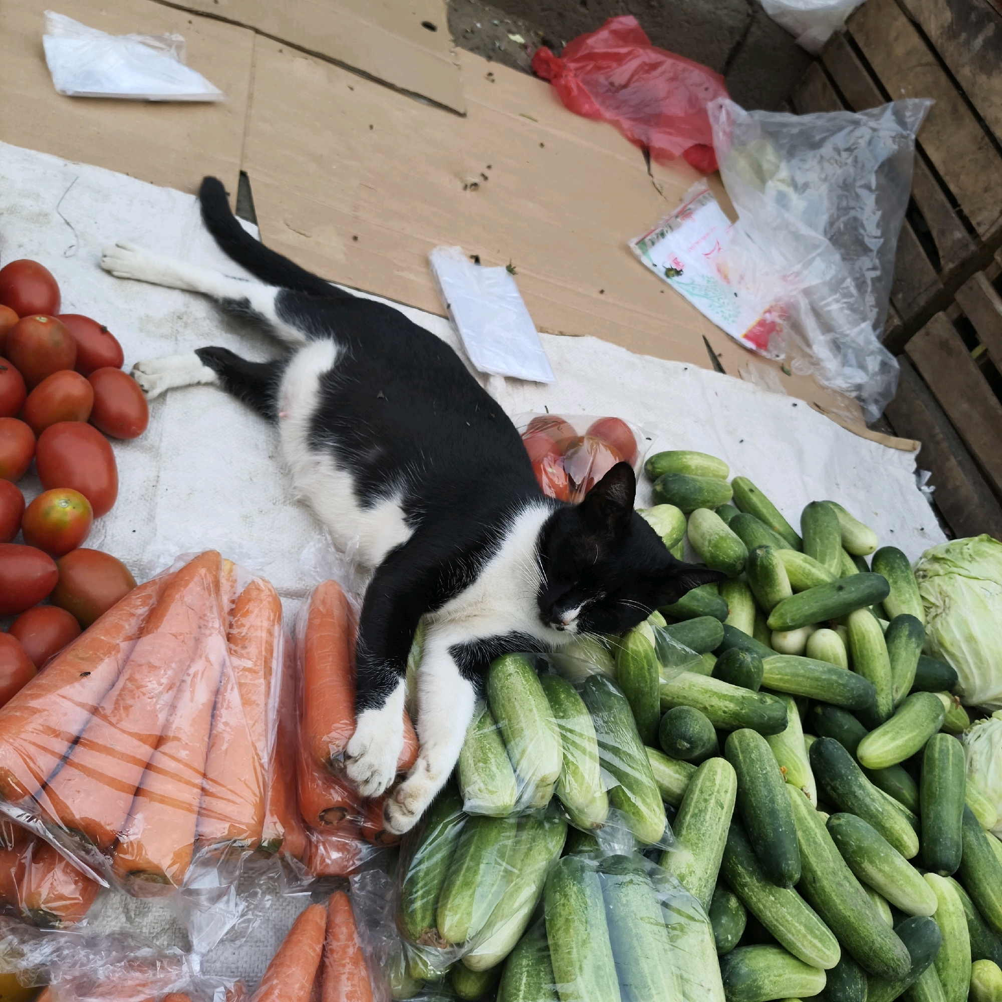 A black and white cat is sleeping on a display of vegetables, likely at an outdoor market in South Jakarta, Indonesia. The cat is positioned on top of a pile of cucumbers and carrots, with its head resting on the cucumbers. Scattered around the vegetables are plastic bags, some containing produce, and a red plastic bag. The scene appears to be on a rough surface, possibly cardboard, with wooden planks visible in the background. The lighting suggests it is daytime, with natural light illuminating the scene. There are no people visible in the image.