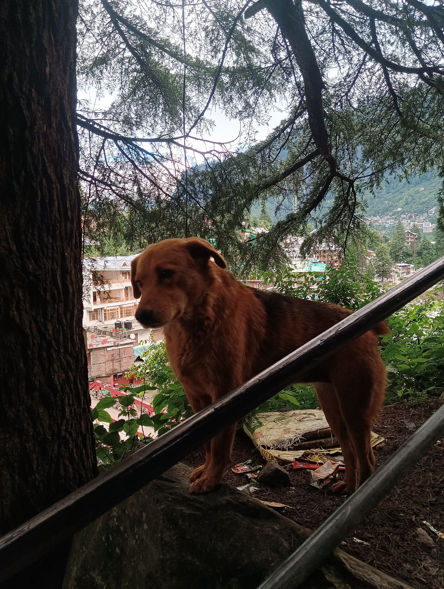 The image depicts a medium-sized, brown dog standing on a rock, partially obscured by a tree trunk on the left and a metal railing in the foreground. The dog is looking to its left with its ears slightly back. In the background, a hillside town in Manali, India, is visible, characterized by multi-story buildings with white facades and wooden window frames, surrounded by lush green vegetation. The sky is overcast. The ground around the dog is covered in dry leaves and some scattered debris, including a torn bag and small packages. The scene appears to be outdoors, likely on a slope overlooking the town.