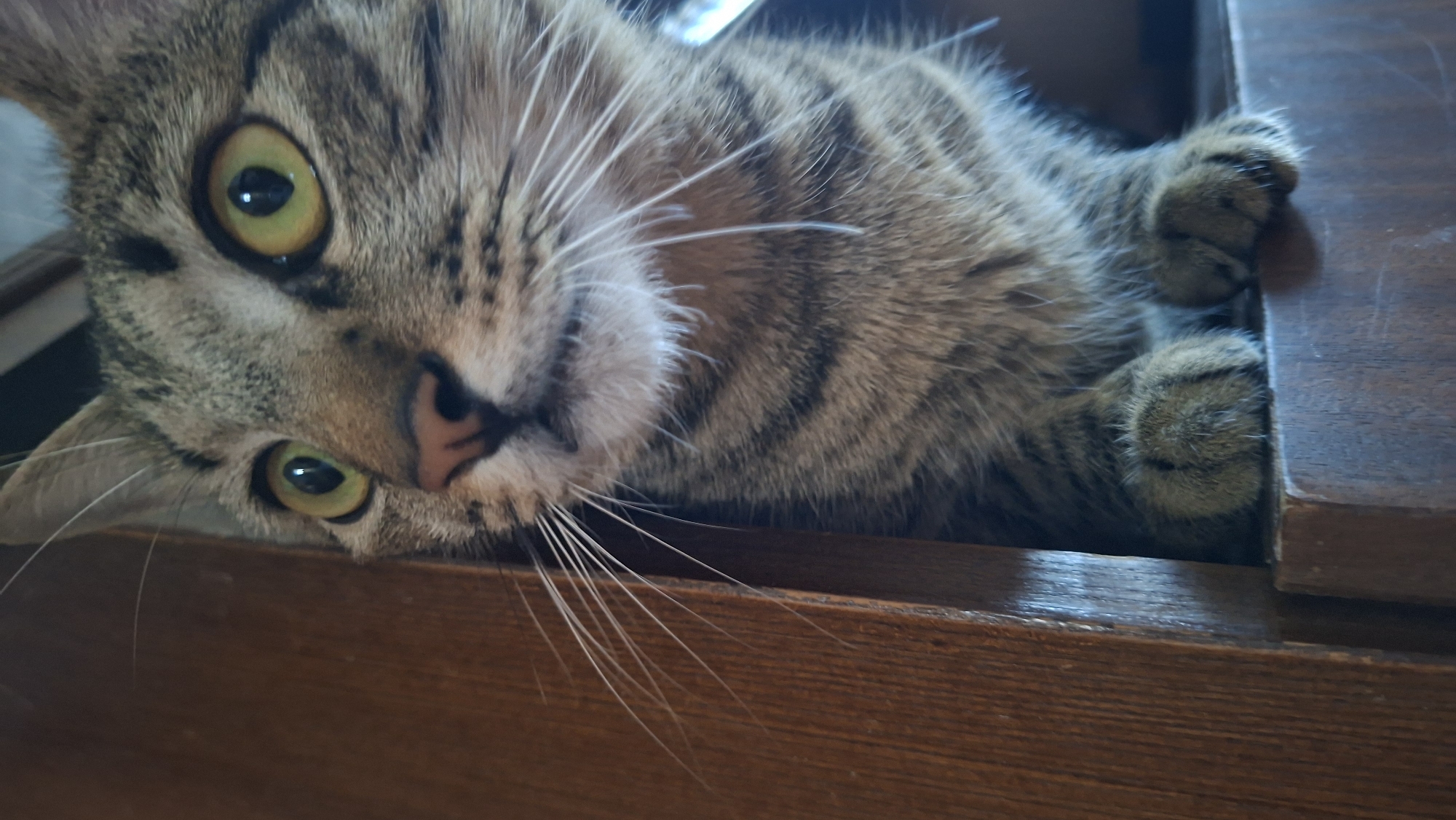 A close-up shot depicts a tabby cat lying on a wooden surface. The cat's head is tilted, with its green eyes visible and focused on the camera. The cat has a pink nose and white whiskers. Part of its body extends to the right, where its paws are visible, gripping the edge of the wooden surface. The photograph is taken indoors. The location, Забалоцкі сельскі Савет, Belarus, is not discernible from the visual information present in the image.