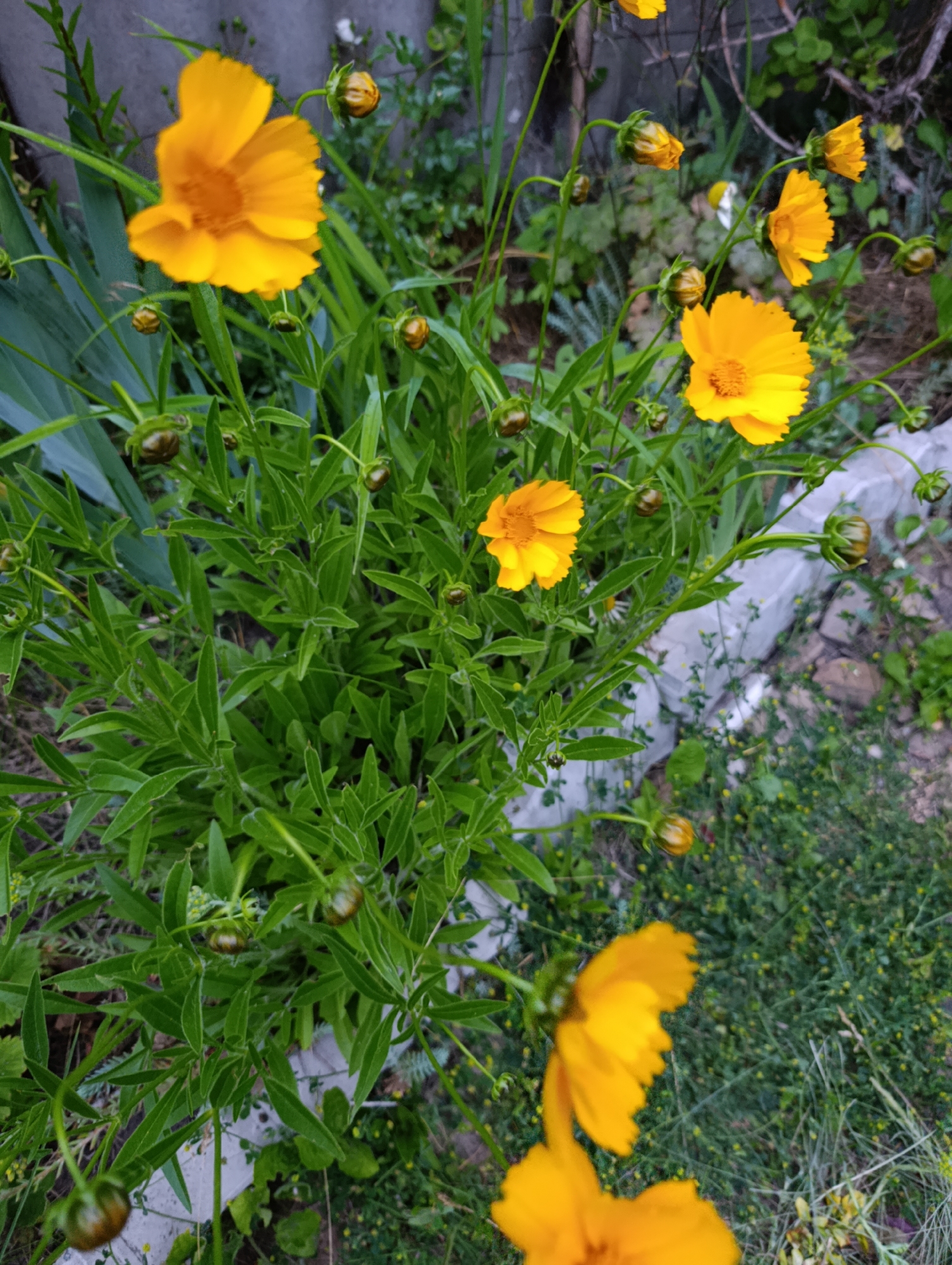 The image depicts a close-up view of a cluster of bright yellow flowers, likely Coreopsis, in an outdoor setting. The flowers are in various stages of bloom, with some fully open and others as buds. The petals of the open flowers are elongated and slightly serrated. The foliage is dense and green, with slender leaves. The background shows a mix of greenery, rocks, and a portion of a gray, textured surface, possibly a wall or fence. The scene appears to be in a garden or natural area, with soft, natural lighting. There are no people or animals visible in the image. The location is identified as Bratske, Ukraine, though the image itself does not contain any specific landmarks to pinpoint this precise location within the city.