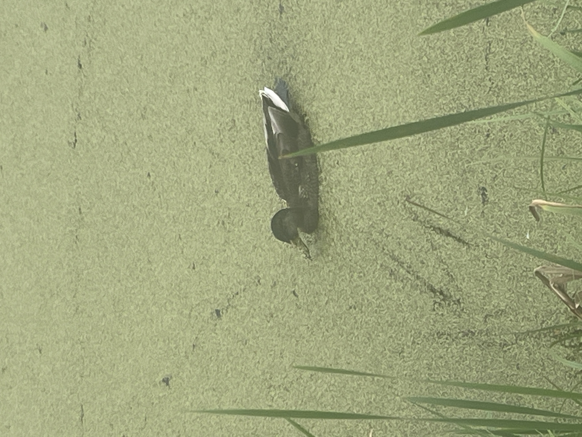A single duck swims in a pond covered with green algae in Peterhof, Russia. The duck is dark brown with a black head. It is facing to the left, and its beak is slightly submerged in the water. The pond is surrounded by tall green reeds. The water is still and reflects the sky. The algae forms a thick mat on the surface of the water. There is a shadow cast by the duck on the algae. The image is taken from a slightly elevated angle. The lighting is bright, suggesting it is daytime.