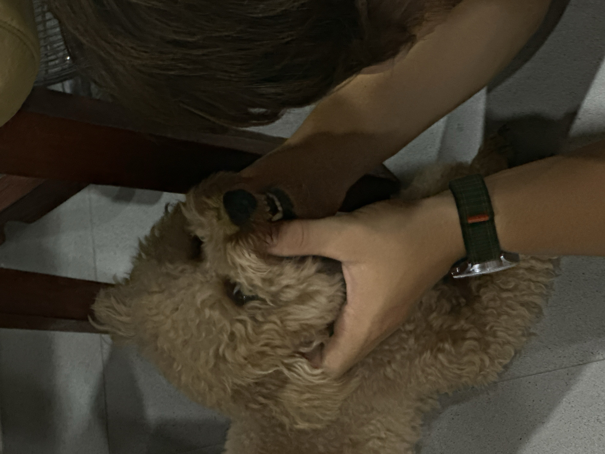 A person is examining the teeth of a small, brown poodle. The poodle is on the floor. The person is wearing a watch with a green band. The location is Dalung, Indonesia. There is a wooden chair partially visible in the background. The floor is tiled.