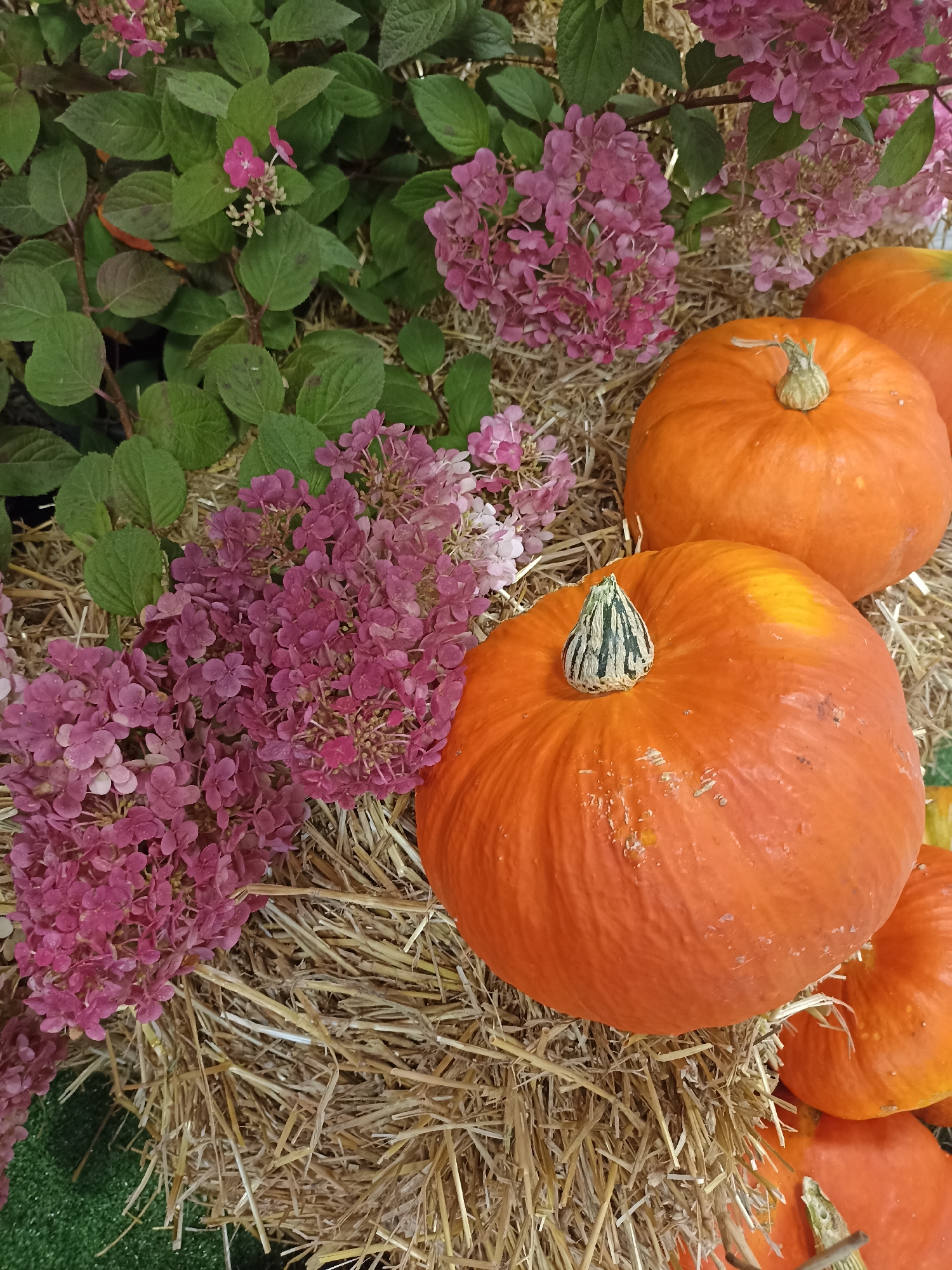In Novosibirsk, Russia, an autumn display features several bright orange pumpkins placed on a bed of straw. Some of the pumpkins are whole and rounded, while others have textured surfaces. A few pink hydrangeas, with clusters of small, delicate flowers and green leaves, are interspersed among the pumpkins. The backdrop is a mix of green foliage and more straw. The lighting suggests it is daytime, with natural light illuminating the scene.