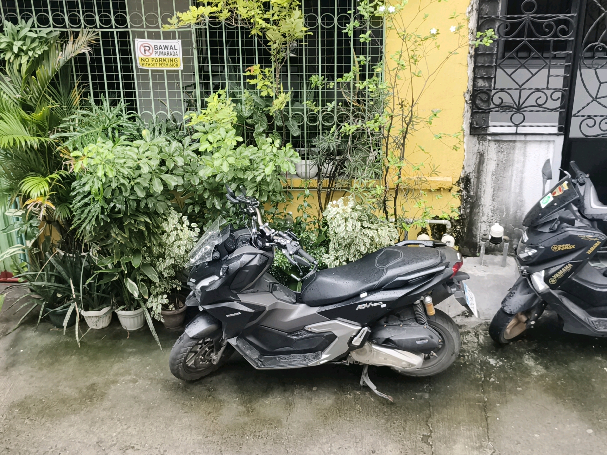 In Caloocan City, Philippines, a residential outdoor scene is depicted on a wet, paved surface, likely due to recent rain, with puddles visible. In the foreground, two dark-colored scooters are parked. The scooter on the left, a Honda ADV150, faces left and is partially obscured by a collection of potted plants. Its front wheel, handlebars, and part of the body are visible. To the right of the Honda, a Yamaha NMAX scooter is parked, facing forward and positioned slightly behind the first scooter. Its front wheel, handlebars, and body are also visible.
Behind the scooters, a vibrant wall of lush green potted plants creates a dense backdrop, with some plants extending into the foreground. The plants are varied in type and size, with some in white pots and others in brown pots. A green metal gate with a decorative circular pattern runs along the top portion of the scene, behind the plants. A white rectangular sign with red lettering and a red circle with a diagonal line through a symbol is attached to the gate, indicating a parking restriction. The text on the sign reads "BAWAL PUMARADA" and "NO PARKING WITHOUT PERMISSION".
To the right of the plants, a section of a yellow building wall is visible, transitioning to a gray, weathered concrete wall with black metal decorative window grills. The overall scene suggests a quiet, possibly residential or business area in Caloocan City, Philippines, where parking regulations are in place amidst abundant greenery.
