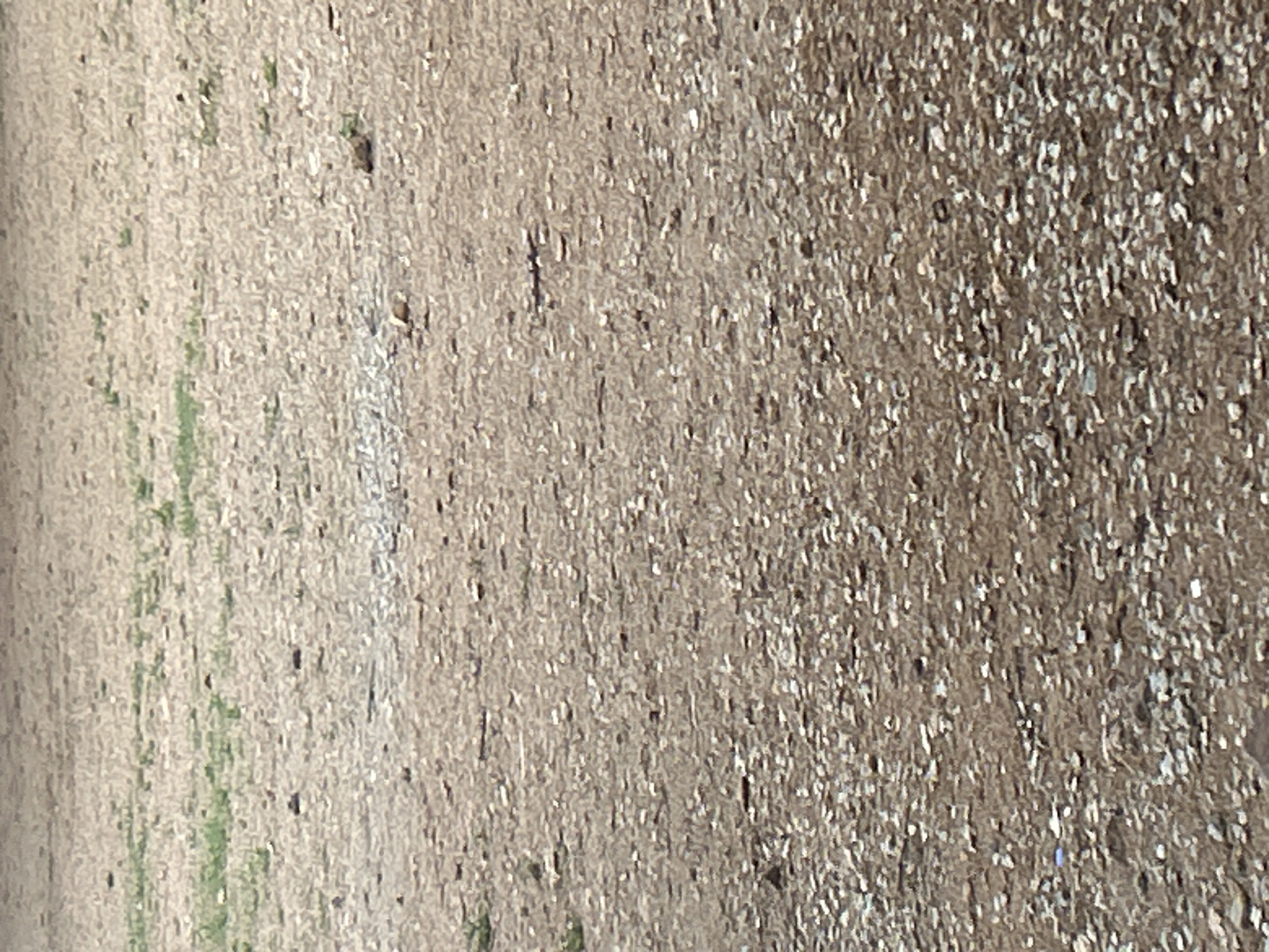 The image depicts a dry, granular surface of dirt and small pebbles, with sparse patches of dry, light green grass scattered across it. The terrain appears flat and barren, suggesting an outdoor environment. There are no visible people, animals, structures, or vehicles. The lighting is diffuse, indicating an overcast day or shaded conditions, with no strong shadows. The overall impression is one of a neglected or undeveloped patch of land. The image provides no information that can be used to identify its location within Santa Ana, Venezuela.