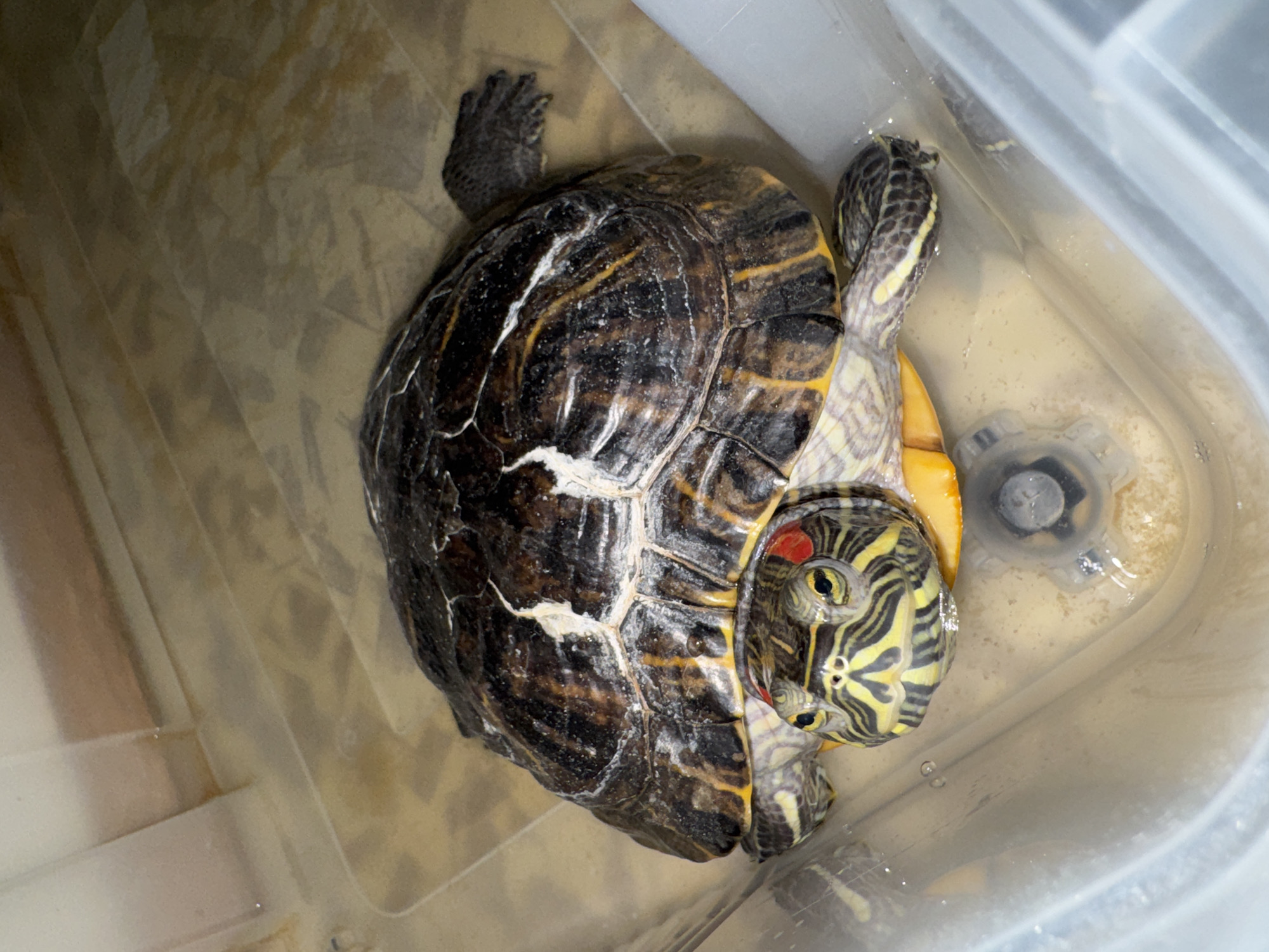 The image displays a single Red-eared slider turtle (Trachemys scripta elegans) situated within a translucent, light-colored plastic container, partially submerged in a shallow layer of murky, yellowish-brown water. The turtle's carapace is dark brown with irregular white and yellowish-orange markings, appearing slightly rough or covered in a light film. Its head is prominently visible, featuring distinct yellow and black striped patterns, bright yellow eyes, and a prominent red patch on each side behind the eye, characteristic of the species. Its forelimbs are tucked close to its body, while a rear limb is visible extending slightly to the upper right. The bottom of the container shows some granular sediment or debris, particularly around a central raised circular feature. The background beyond the container is indistinct, showing blurry lighter and darker rectangular shapes, suggesting an indoor environment. The image does not contain identifiable markers indicating the city of Chaikovsky, Russia.
