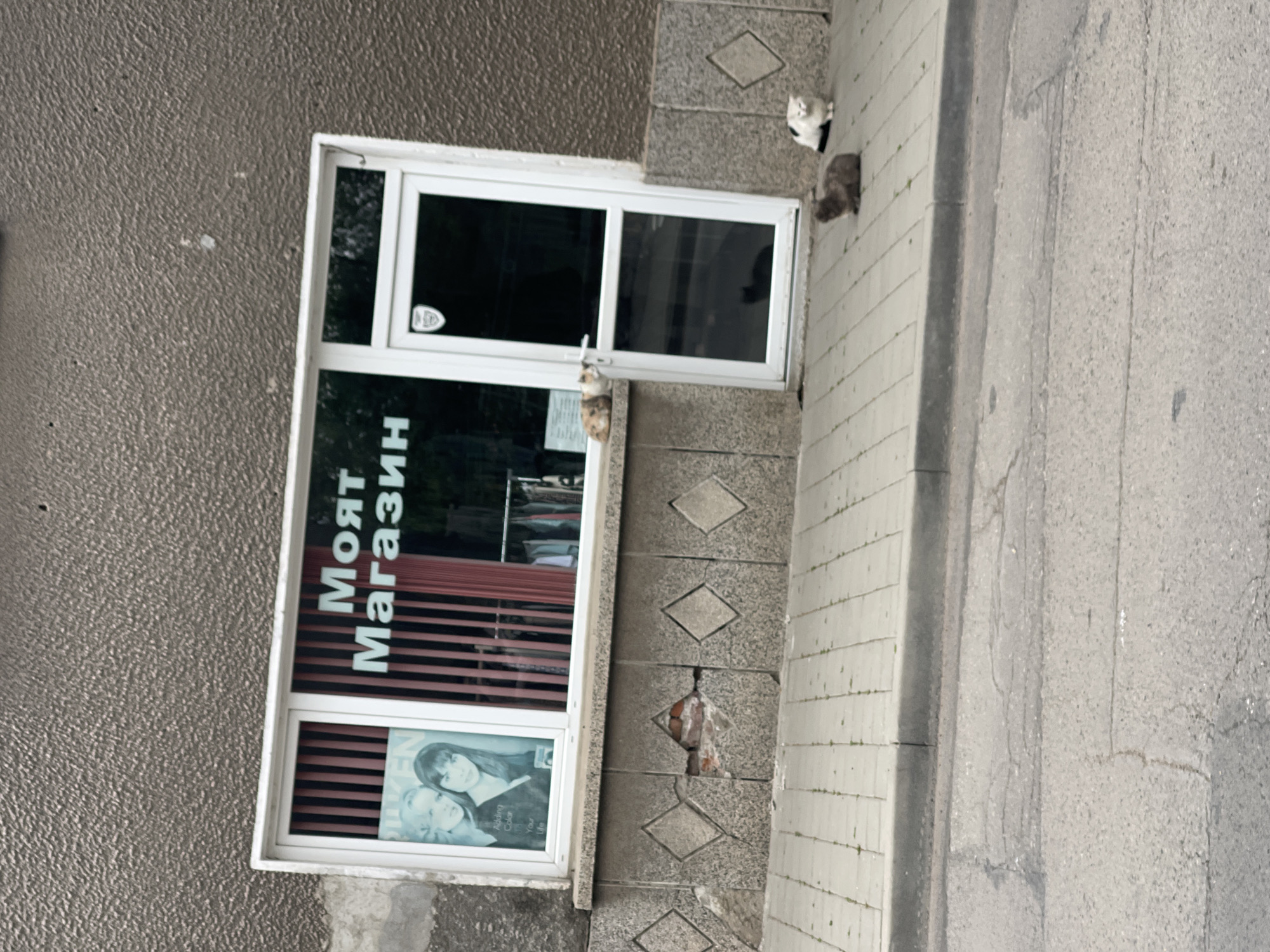 Exterior shot of a shop in Sofia, Bulgaria, named "Моят магазин" (My Shop). The shop has a white framed window with a poster of two women inside and clothes hanging in the window. Outside, there are three cats resting on the ledge above the window. The building's facade is gray with diamond-shaped stone detailing, partially damaged revealing brick beneath. Adjacent to the building is a paved walkway and an asphalt street.