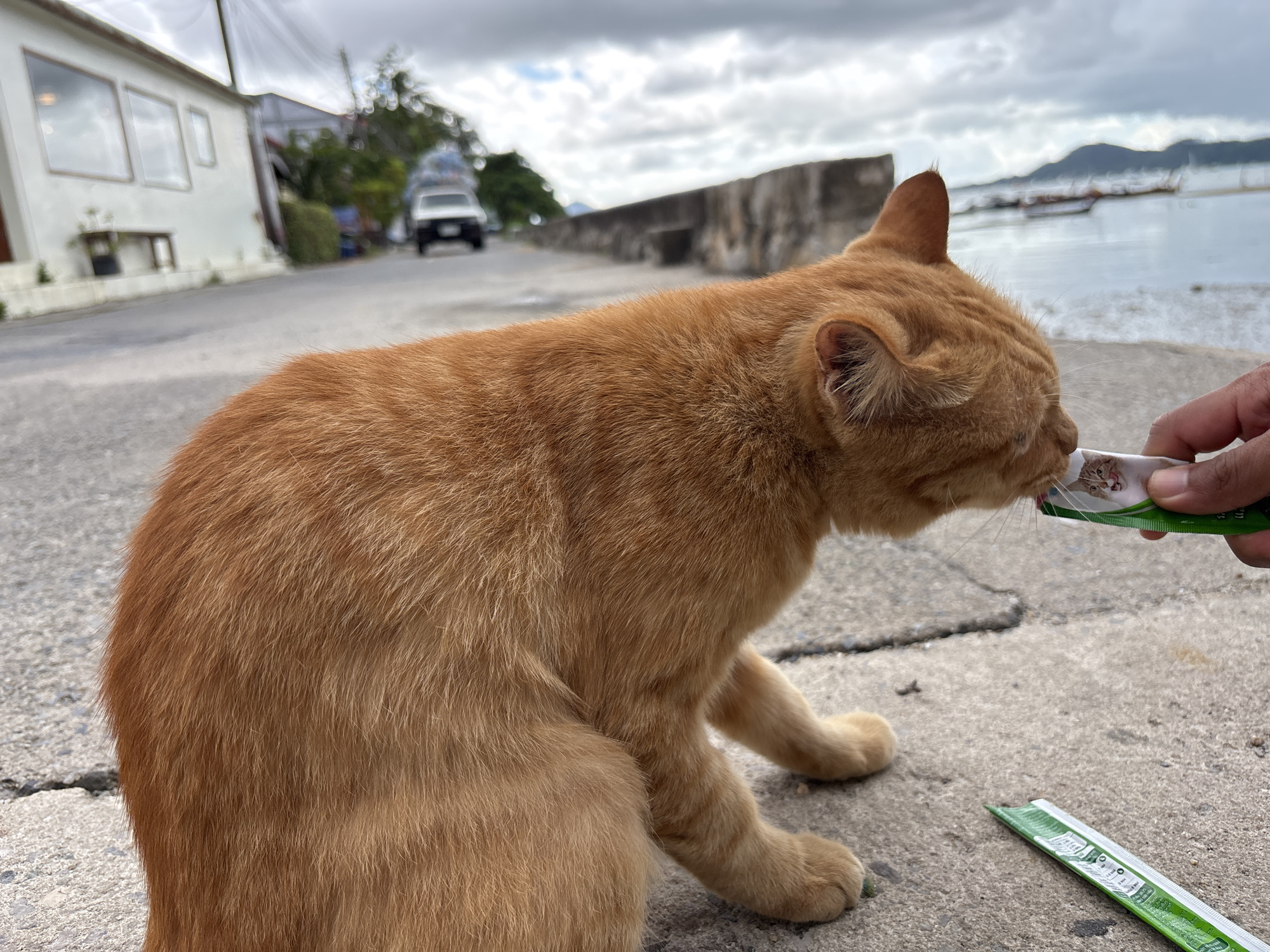 An orange tabby cat is being fed from a green and white squeeze pouch by a person's hand. The cat is sitting on a concrete surface, with its body turned to the right and its head focused on the pouch. The background shows a street with buildings on the left, a wall and a body of water with boats on the right. The sky is overcast with clouds. The scene is located in Rawai, Thailand, along a coastal road.