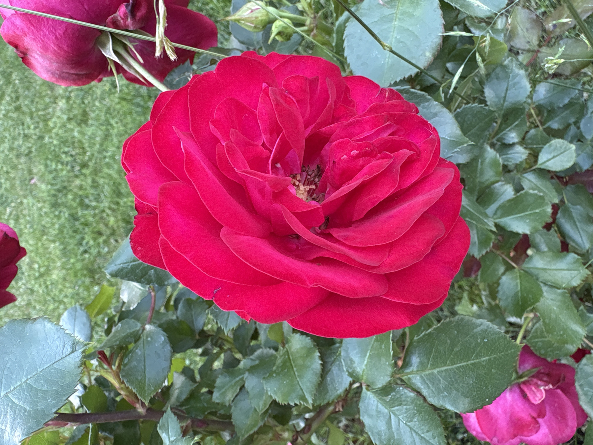 A close-up, eye-level shot focuses on a vibrant, deep red rose in full bloom, its petals tightly furled in the center and gradually unfurling outwards. The rose is positioned slightly off-center to the right, dominating the frame. Surrounding the rose are lush green rose leaves, some with dew drops, and a blurred green grassy background, suggesting an outdoor setting. In the lower left corner, a smaller, partially visible pink rose peeks through the foliage. Further back, to the upper right, another deep red rose, seen from behind, is also visible. The scene appears to be part of a garden, possibly in Sofia, Bulgaria, given the typical flora and urban green spaces found in the city. There are no people or visible actions occurring in the image. The lighting is natural and diffused, highlighting the textures and colors of the roses and leaves.