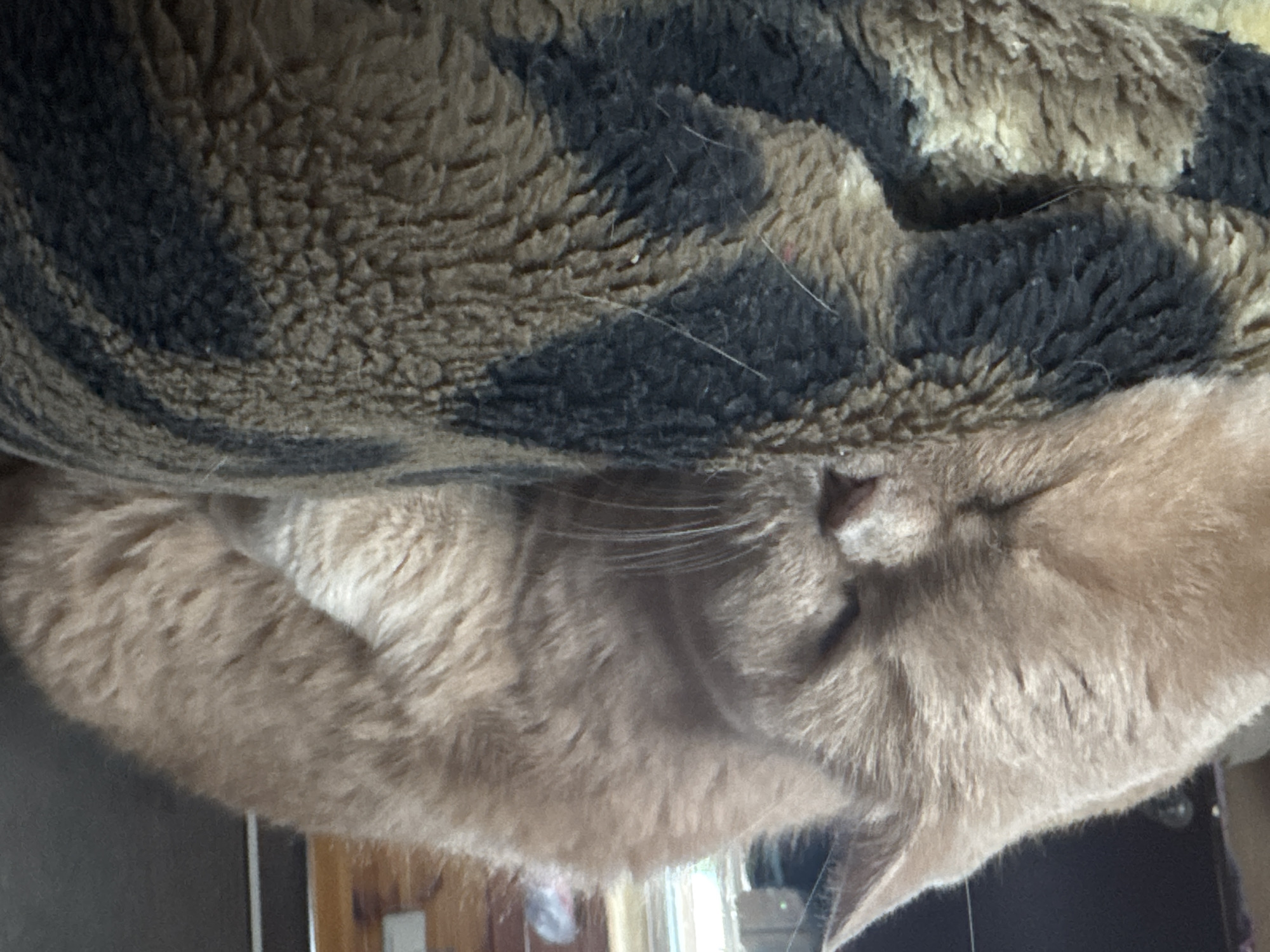 A close-up, side-view, eye-level shot captures a ginger cat sleeping on a fluffy, leopard-print blanket. The cat is curled up, its head resting on its paws, and its eyes are closed. Its fur is a light ginger color, and it has white whiskers. The blanket is a mix of brown and black spots, with a textured surface. The background is out of focus, but appears to be indoors with some natural light coming from a window. The image is shot in portrait orientation.