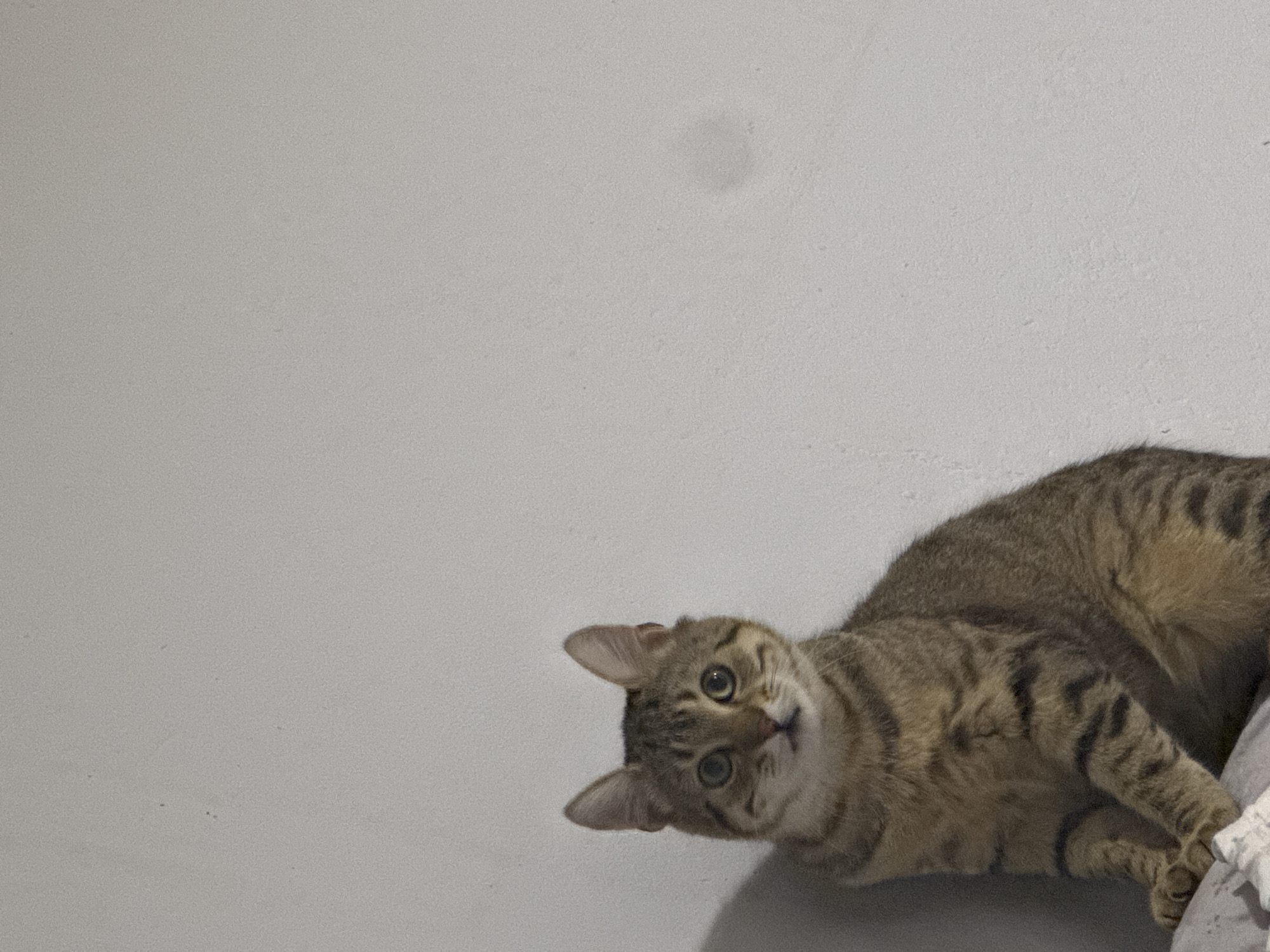A close-up shot shows a tabby cat lying down, looking at the camera with its head tilted to the side. The cat has green eyes and brown and black striped fur. The background is a plain, light gray wall. The cat appears to be indoors, possibly on a bed or other soft surface, as evidenced by the white fabric near its paws. The location is unknown.