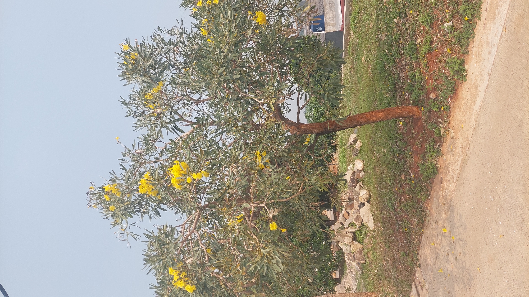 The image captures a bright, sunny day in the city of Gunung Putri, Indonesia. The main subject is a medium-sized tree with a thick, reddish-brown trunk, abundant with small, vibrant yellow flowers and green leaves. The tree is situated in a grassy area with scattered rocks and dirt. A concrete pathway runs along the bottom of the image, with a few fallen yellow petals visible on its surface. In the background, there is a hint of a building or structure and more greenery. The sky is a pale, hazy blue, suggesting a warm day. There are no people visible in the image.