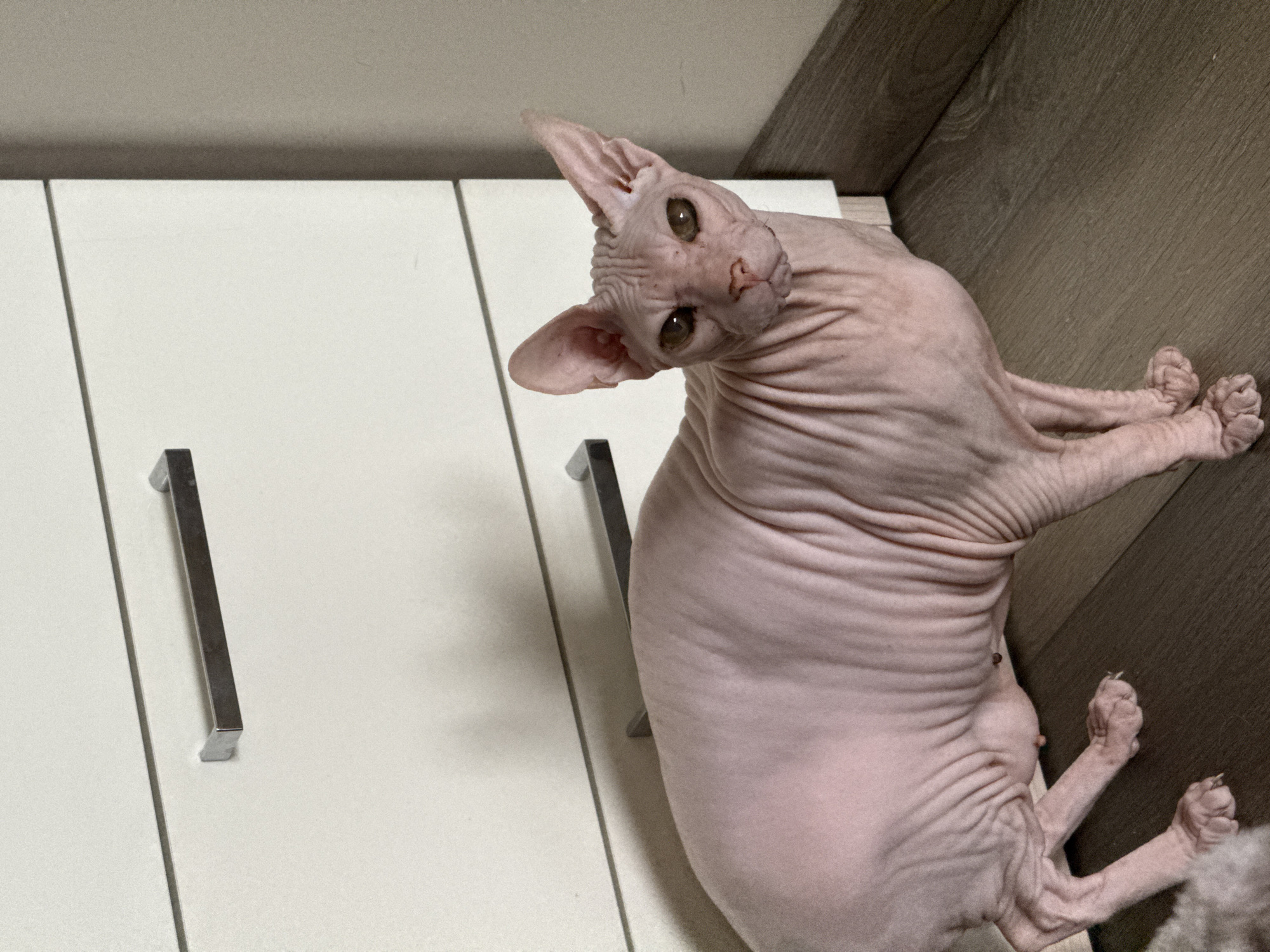 A hairless cat, likely a Sphynx, is standing on a wooden floor next to a white cabinet with silver drawer pulls. The cat is pink and has prominent wrinkles. The background shows a portion of the cabinet and a wall. There is no indication of the city of Krasnoyarsk, Russia, in the image.