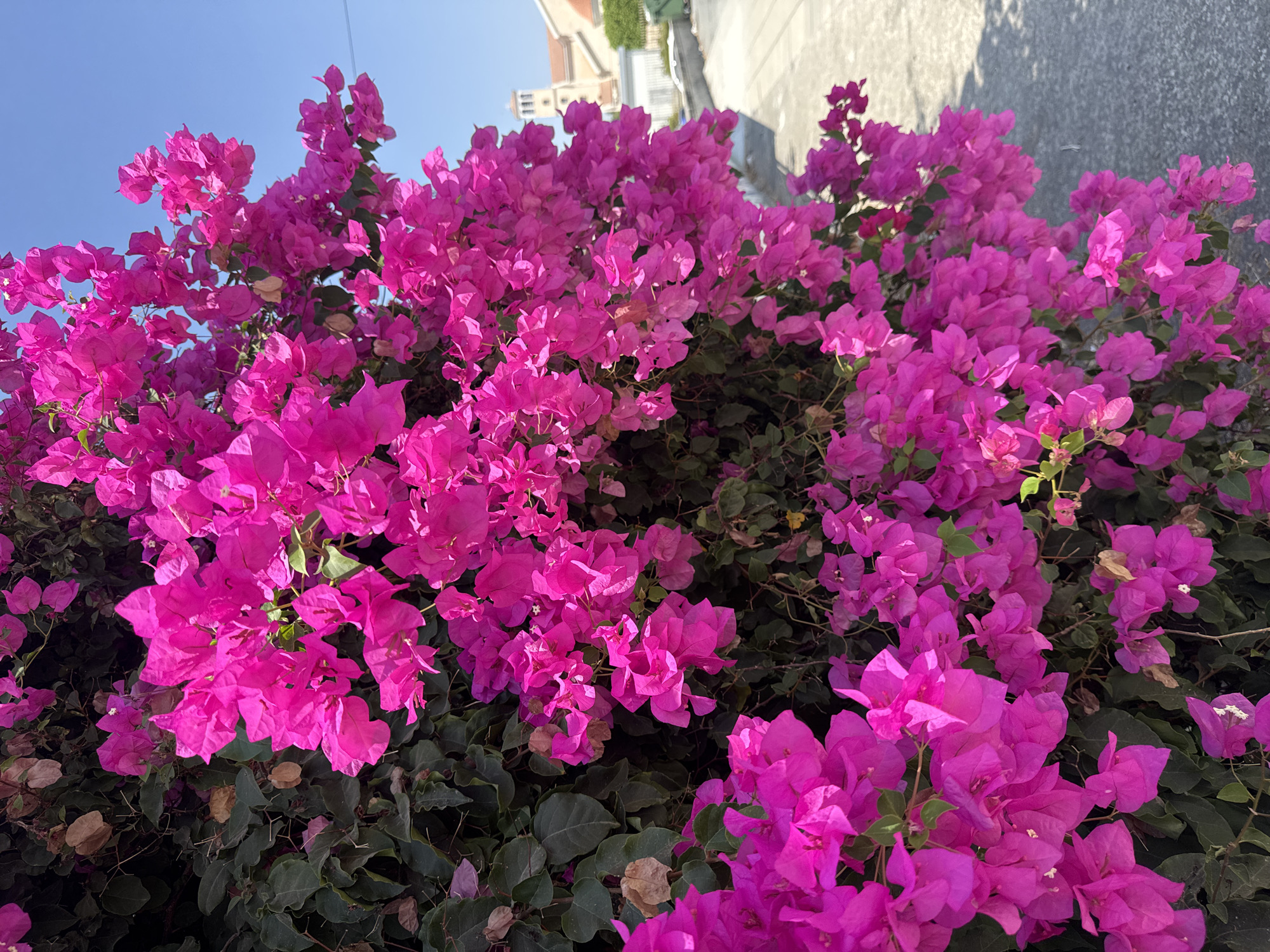 A close-up, eye-level, vertical shot captures a dense cluster of vibrant magenta bougainvillea flowers overflowing from a dark green leafy bush. The flowers dominate the left and central portions of the image, with some petals slightly blurred due to movement or shallow depth of field. In the background, to the right, a paved pathway slopes upwards, bordered by a low wall or curb. Beyond the pathway, a building with a distinctive bell tower is visible, suggesting an urban or semi-urban environment. The sky above is a clear, bright blue. The overall scene is one of lush, tropical foliage against a backdrop of traditional architecture under a sunny sky, likely in a Mediterranean setting. Based on the architectural style of the church, this location is in the Municipality of Germasogeia, Cyprus.