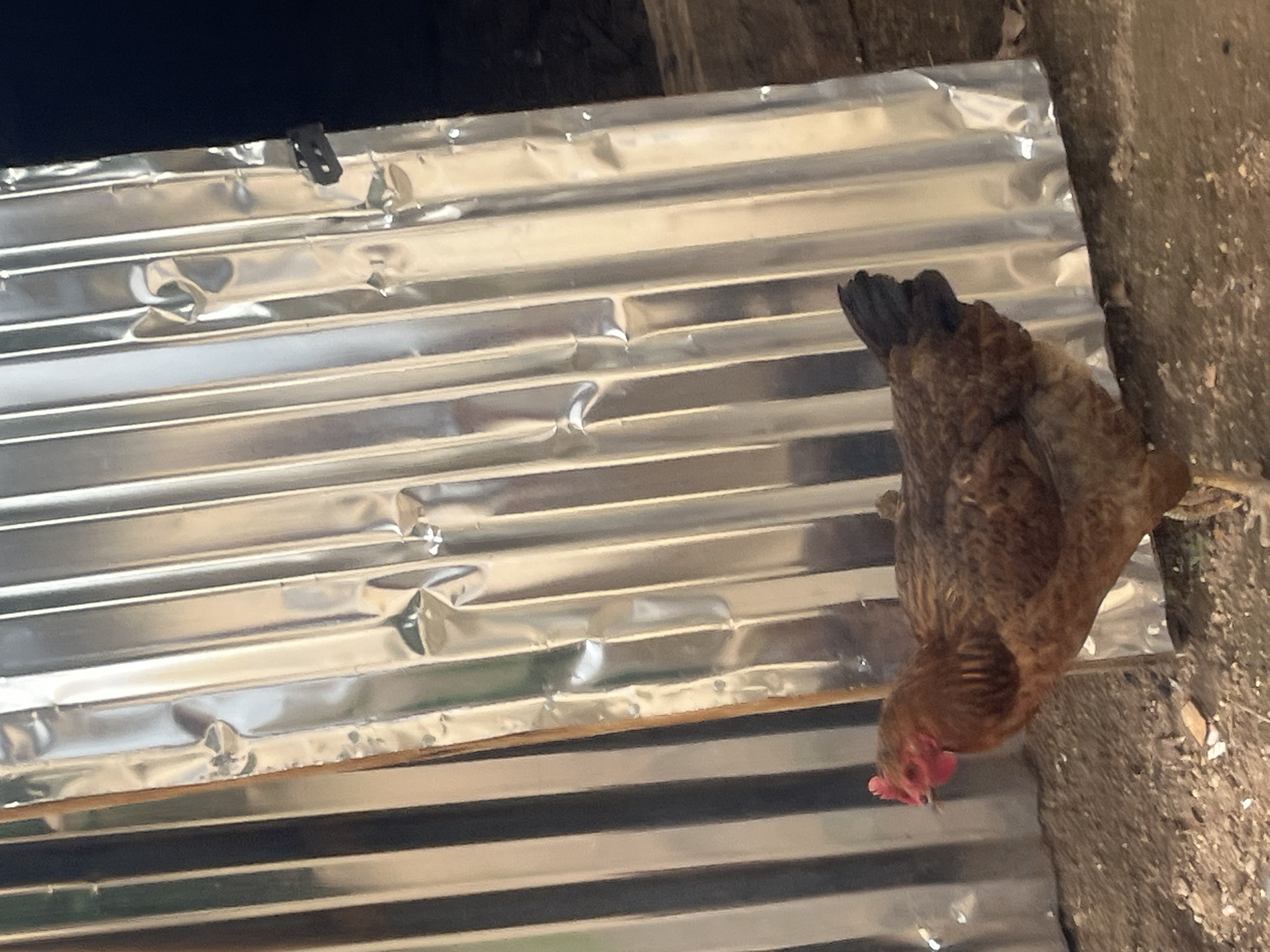 The image depicts a brown chicken with a red comb and wattle standing on a dirt ground. Behind the chicken is a corrugated metal structure with vertical ridges. The background is dark, suggesting it might be nighttime or a poorly lit area. There is a piece of wood or debris on the ground in front of the chicken. The scene appears to be an outdoor area. No specific location within Gura Top, Nigeria, can be determined from the image alone.