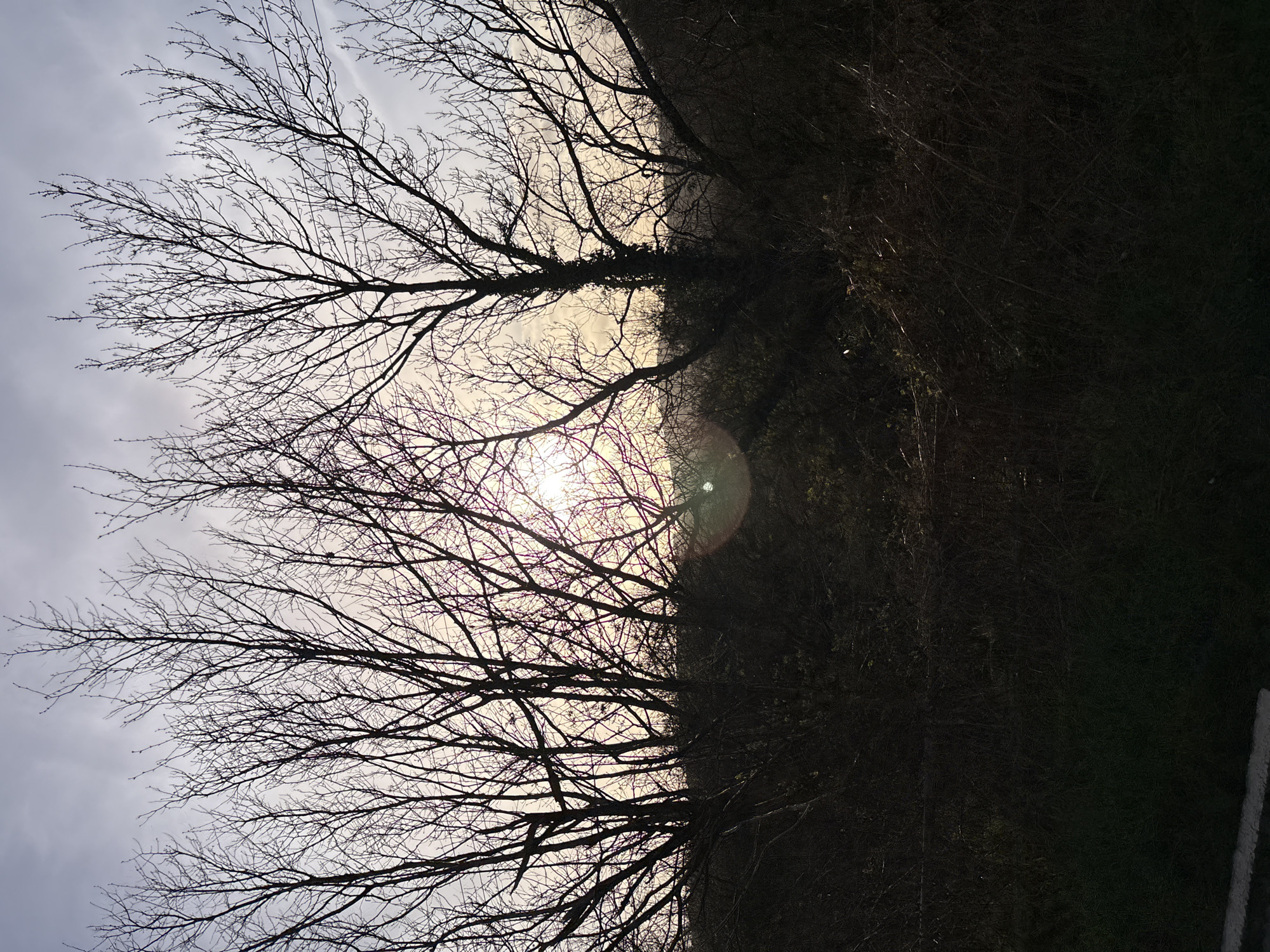 The image depicts an outdoor scene at Stiperstones, United Kingdom, under low light conditions consistent with sunrise or sunset. The sky, occupying the upper portion, presents a gradient from grey-blue at the zenith to lighter yellow-orange hues near the horizon, with visible cloud formations. The central and upper frame is dominated by multiple bare deciduous trees, their branches forming dense dark silhouettes against the bright sky. One tree, located towards the right, exhibits ivy growth on its trunk. The sun is partially obscured by branches in the lower-right sky, generating a distinct circular lens flare in the lower-mid portion of the frame. The lower half of the image consists of dark, undifferentiated ground cover, including dense dormant vegetation and shrubbery. A narrow horizontal strip of dark ground with a subtle lighter grey line is visible at the extreme bottom edge. No individuals, specific actions, or interactions are present.