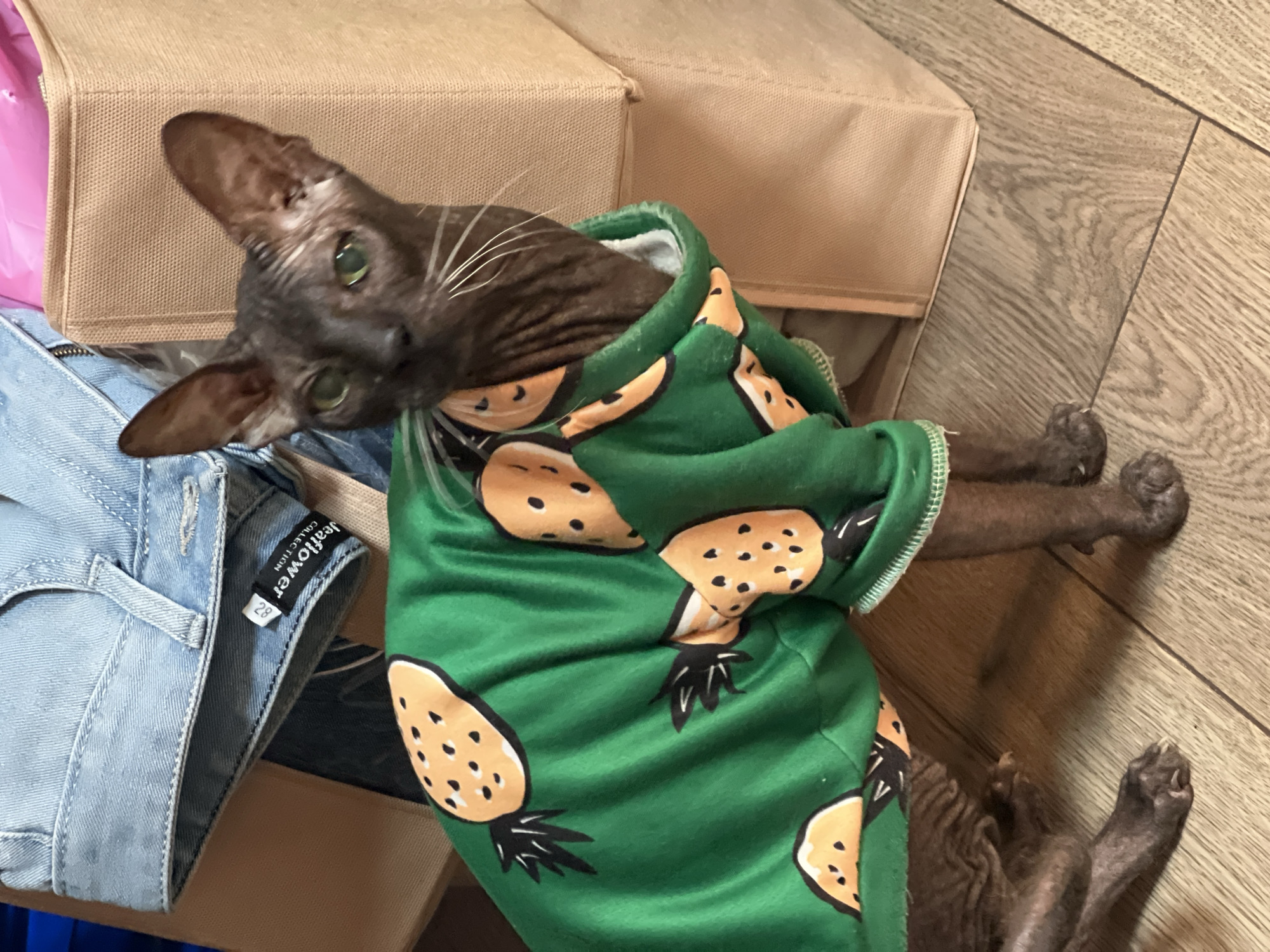 A Sphynx cat wearing a green hoodie with a pineapple print is standing on a wooden floor. The cat has dark brown skin and large ears. Behind the cat are several stacked fabric storage cubes, one of which is tan and the other appears to be a lighter color. A pair of light blue denim jeans is draped over the top of the cubes. The scene is indoors and appears to be a domestic setting. There is no indication of the location being in Votkinsk, Russia.