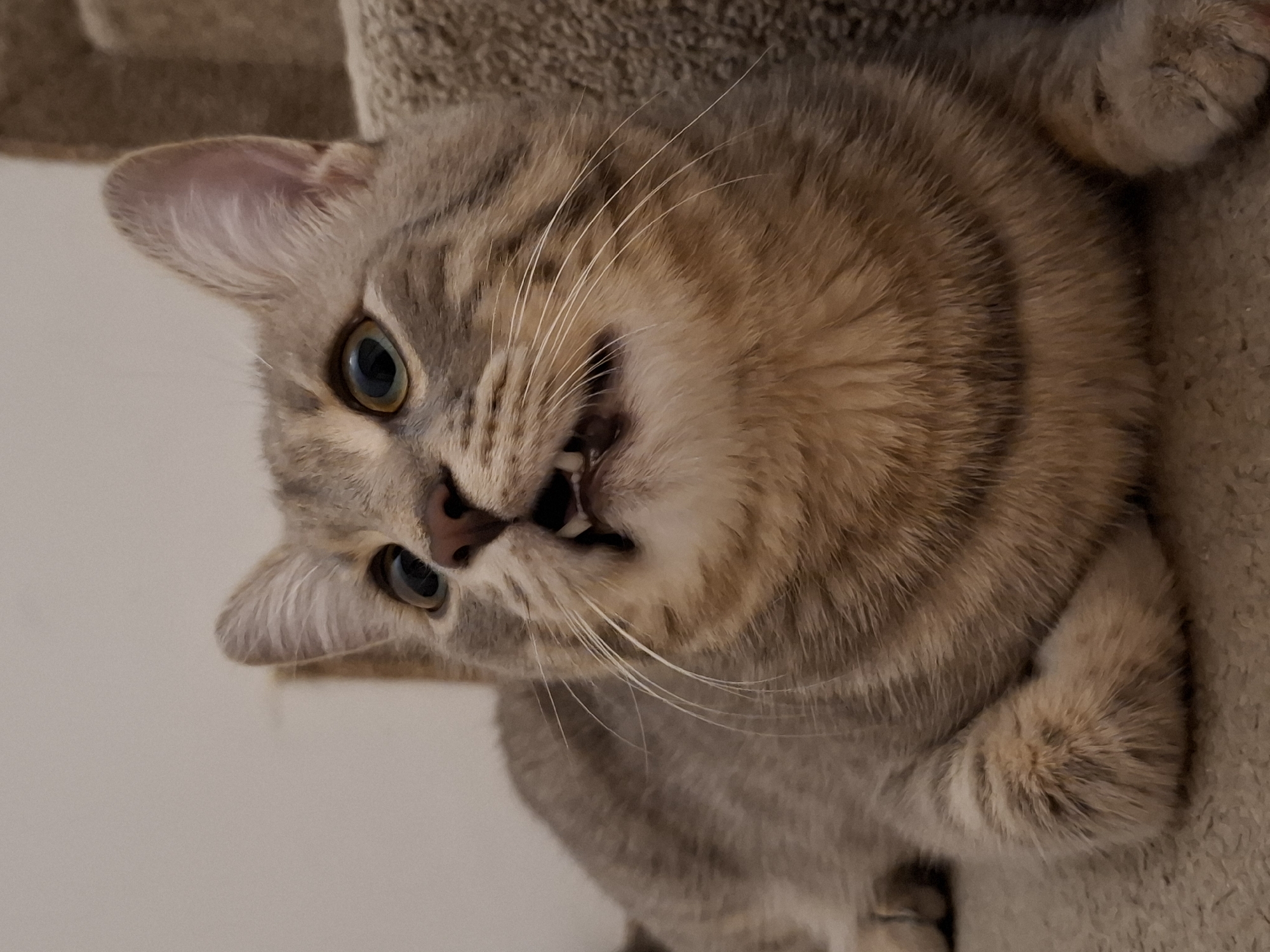 A close-up, eye-level shot features a grey tabby cat lying down on a textured surface, possibly carpet or stairs. The cat's mouth is slightly open, revealing its teeth in what appears to be a playful or surprised expression. Its fur is striped with darker grey and lighter brown tones. The background is blurred and appears to be a neutral-colored wall. The lighting is soft and diffused, casting subtle shadows. There are no people or other animals visible in the frame. The image does not provide any information about a specific city or location.