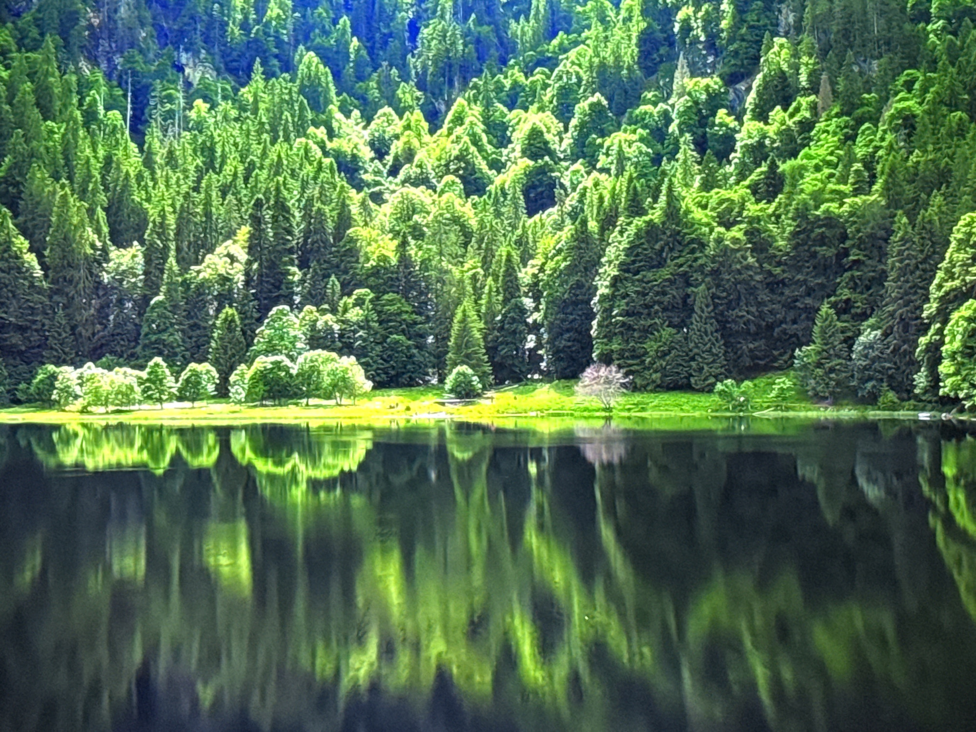 The image shows a serene landscape featuring a dense forest of evergreen trees that ascend a hillside, with their vibrant green foliage catching the sunlight. The trees are reflected in the still, dark water of a lake in the foreground. Along the edge of the lake, a strip of green grass and smaller deciduous trees are visible. The scene evokes a sense of tranquility and natural beauty. This scenery is reminiscent of the natural areas surrounding Burgas, Bulgaria, particularly the areas near the Varna-Burgas highway, which are known for their forested hills and proximity to natural water bodies.
