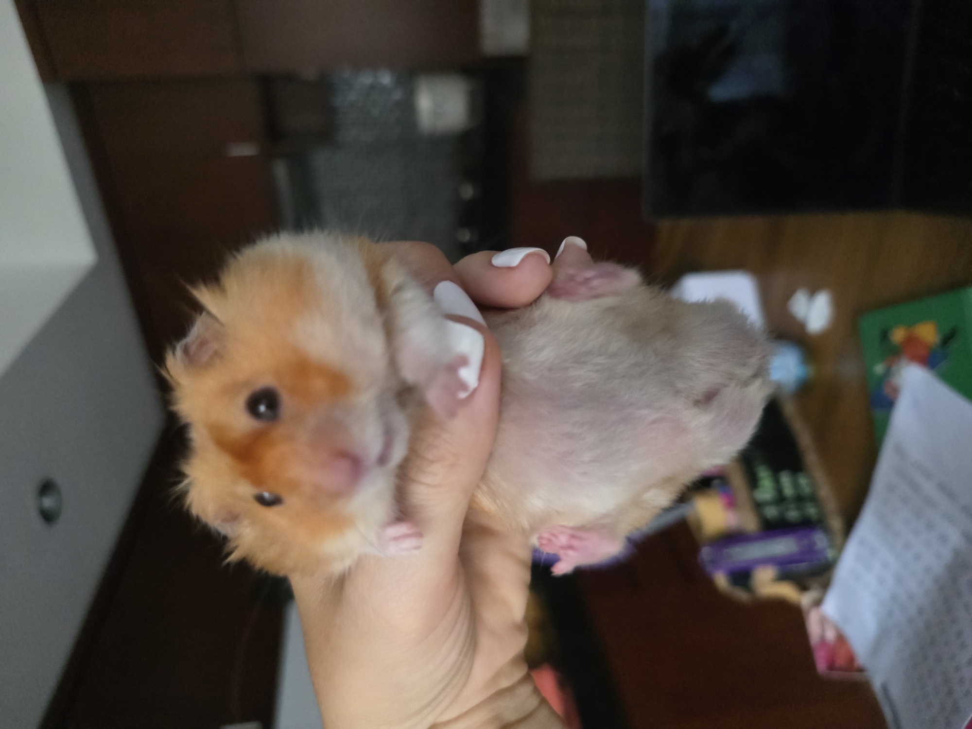 A person's hand, with white nail polish, is holding a light brown and white hamster upside down by its belly. The hamster is facing forward with its mouth slightly open. The background shows a blurred indoor environment, possibly a kitchen or living room, with wooden cabinets and a laptop on a table. No specific location in North Kuta, Indonesia can be determined from the image.