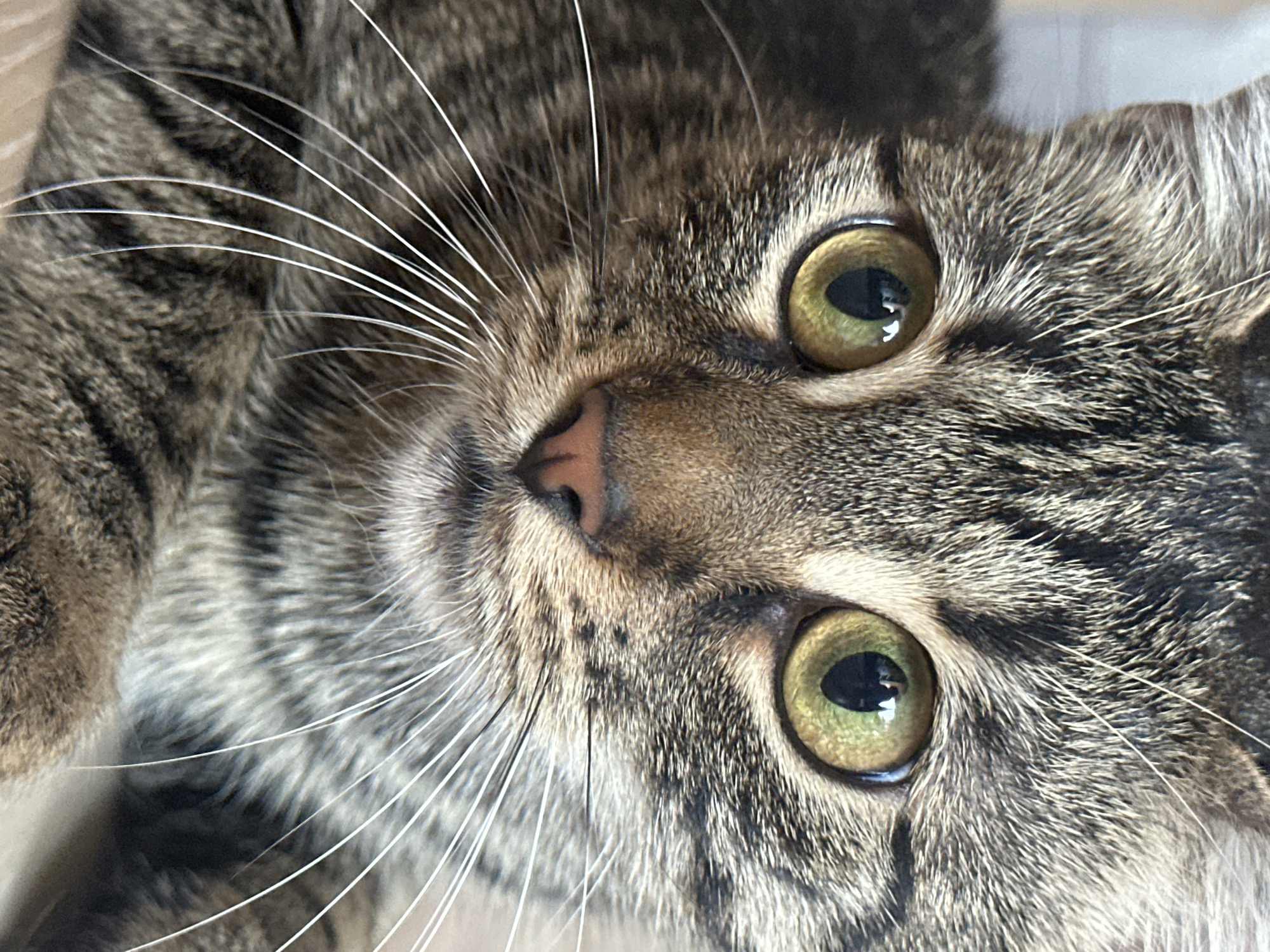 A close-up, head-on shot captures the face of a tabby cat. The cat has striking green-gold eyes with black pupils, a pink nose, and prominent white whiskers that fan out from its muzzle. The fur is a mix of gray, brown, and black stripes, typical of a tabby pattern. The background is out of focus, suggesting the cat is the sole subject of attention. There is no indication of Sofia, Bulgaria, in the image.